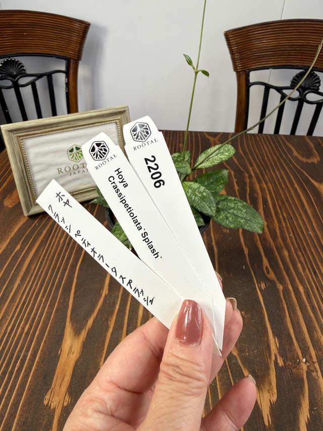 ★2206　ホヤ　クラッシペティオラータスプラッシュ（10㎝硬質ポット）