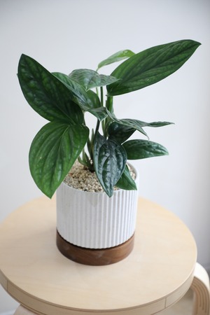 【S】モンステラ ジェイド シャルトコック/Monstera Jade Shuttlecock