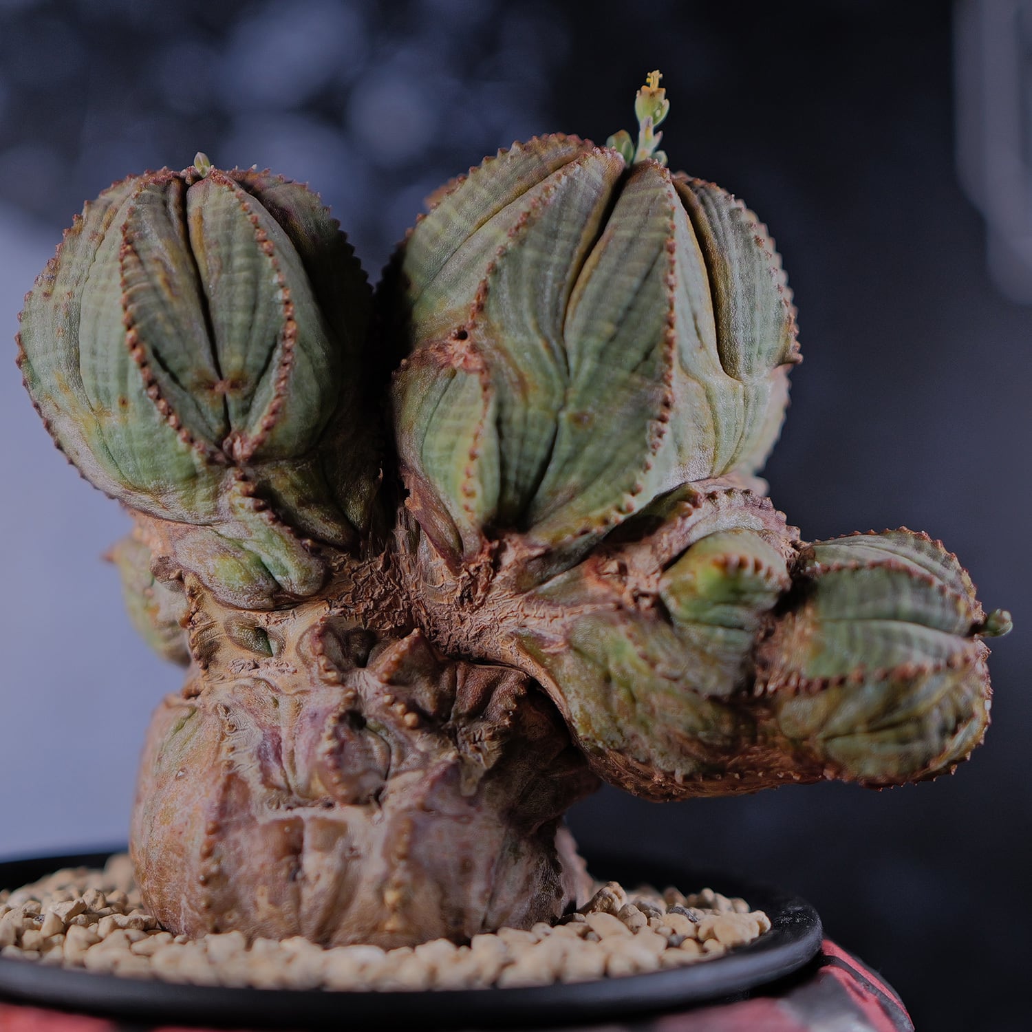 オス株【超厳選株】異型 大株 最大幅約12cm トリプルヘッド 綴化