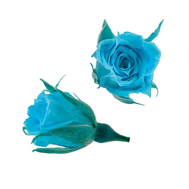 プティローズ〈カリビアンブルー〉