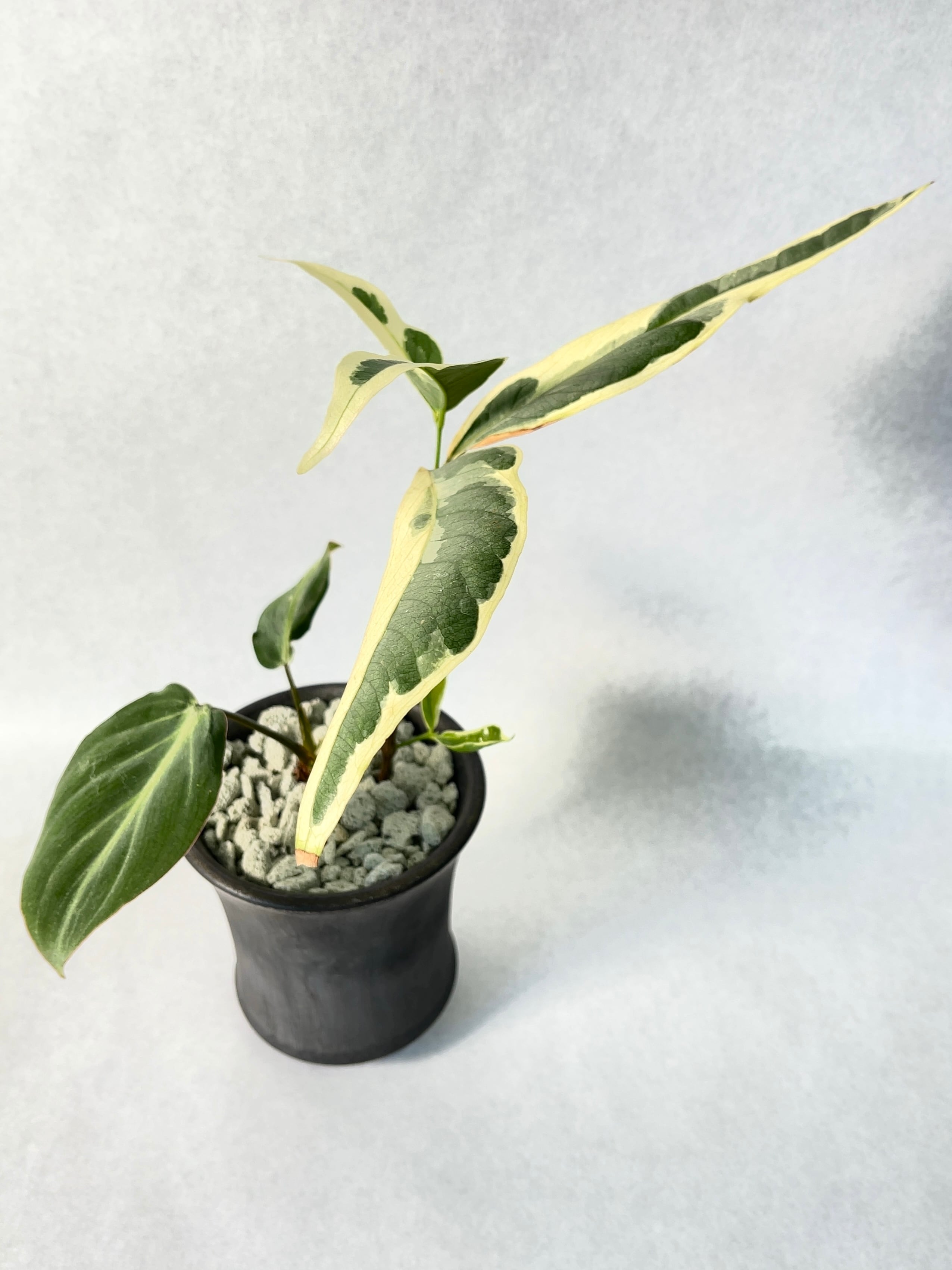 花宇宙×trigger】植栽H | trigger