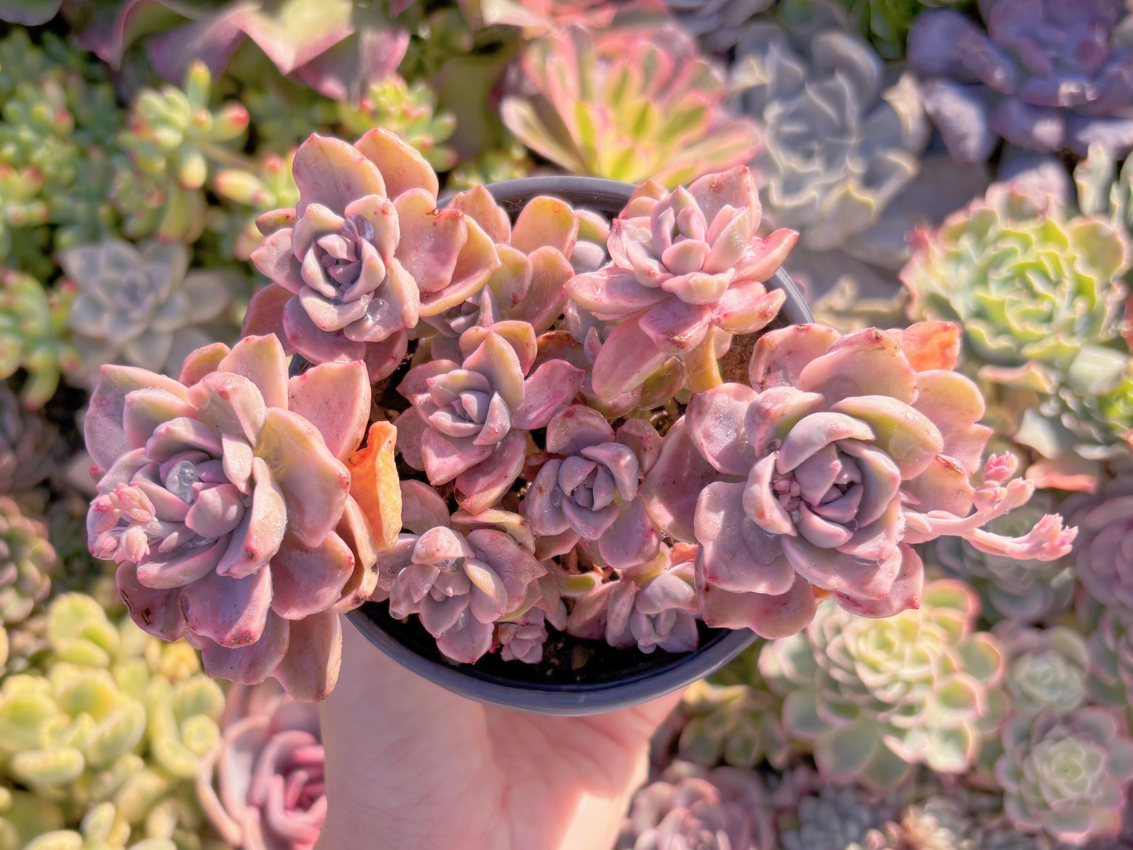 現品　リチャード錦#541　大群生　るる農園