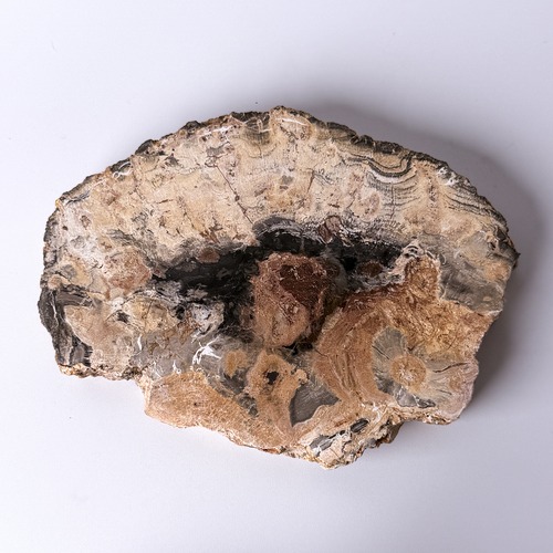 ペトリファイドウッド（珪化木）スラブ ＊ Petrified Wood ＊ 天然石