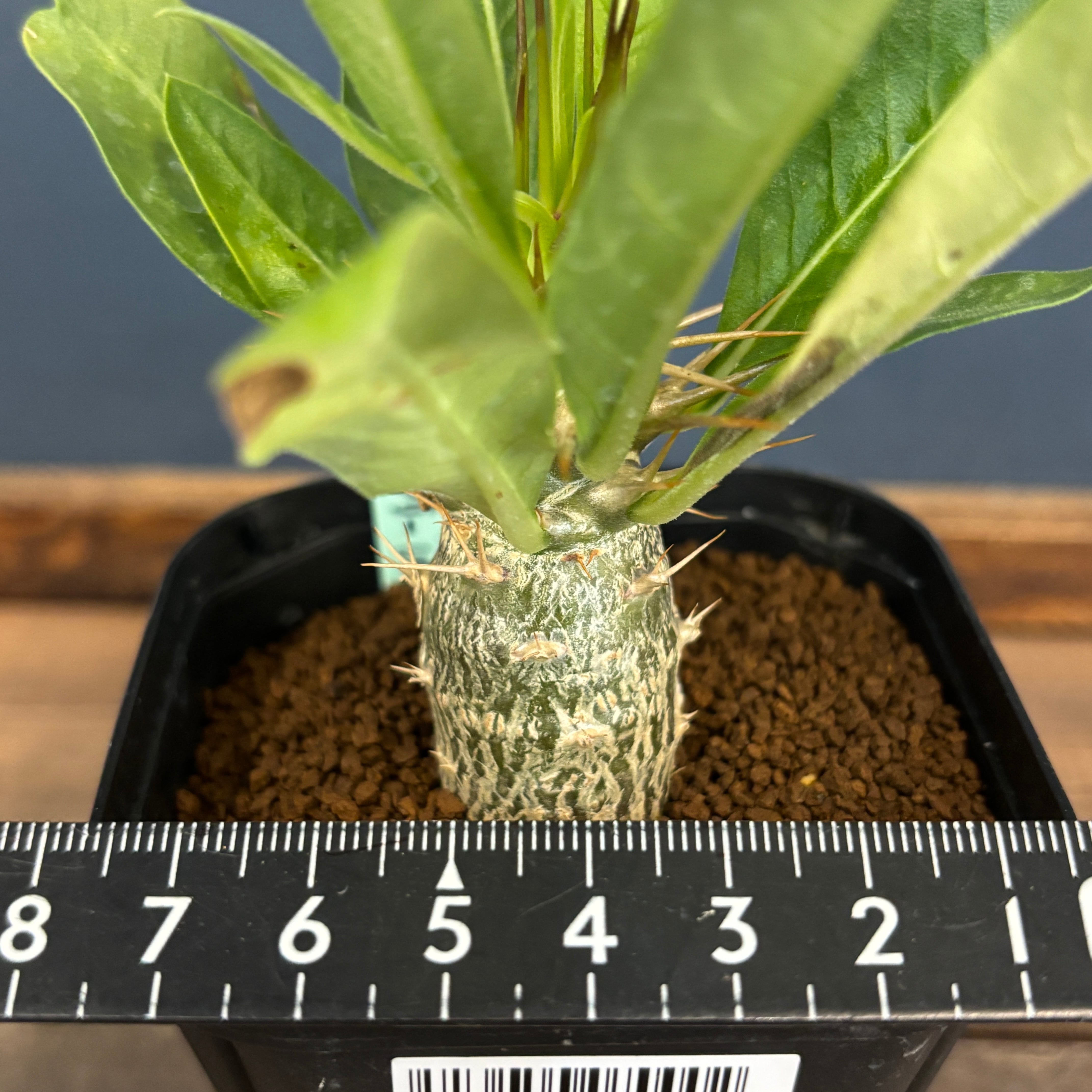 パキポディウム レアリー【1038】 | PROTOLEAF プロトリーフ