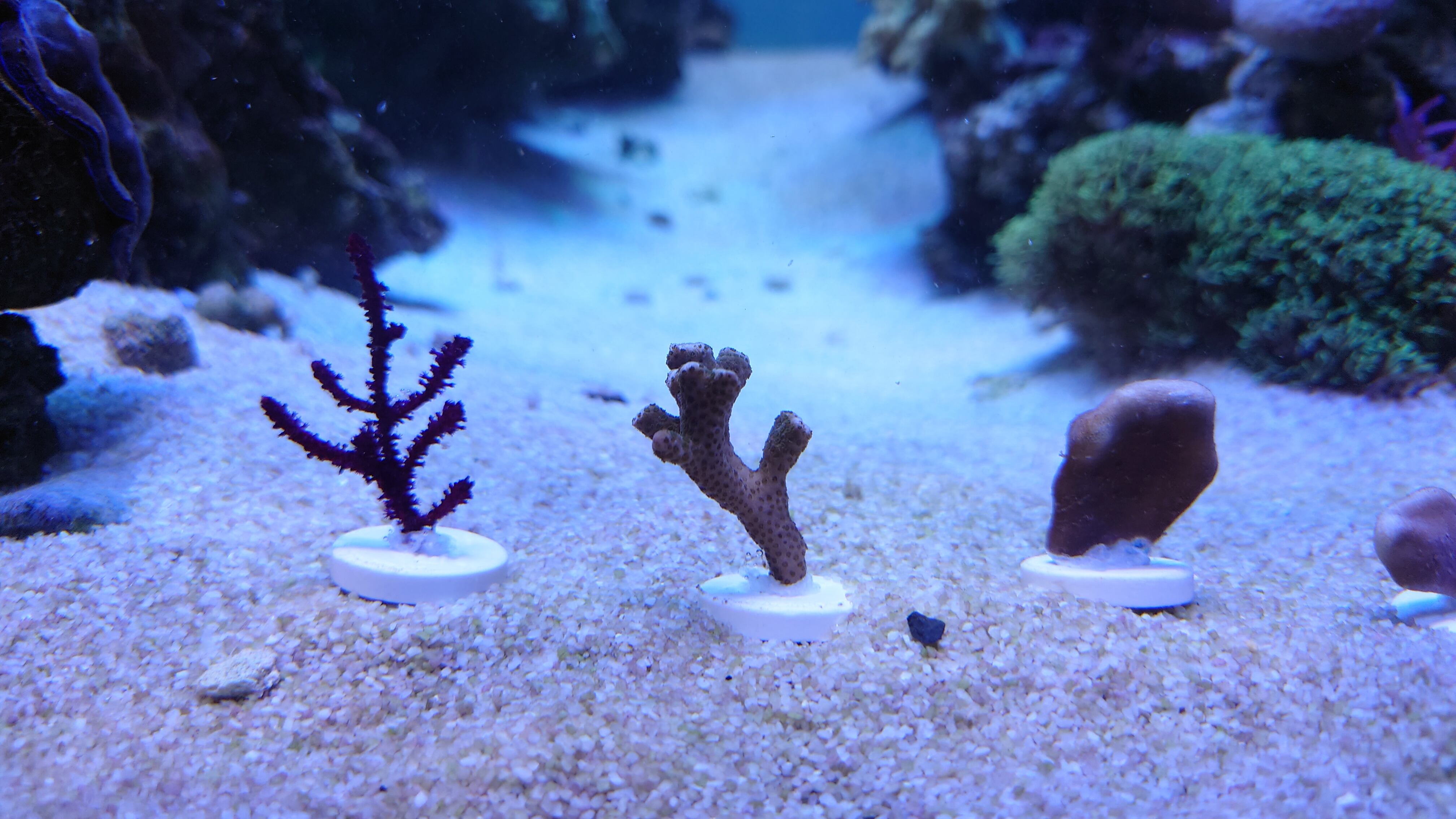 フラグサンゴ】ウンコモン | 山奥のフラグショップ