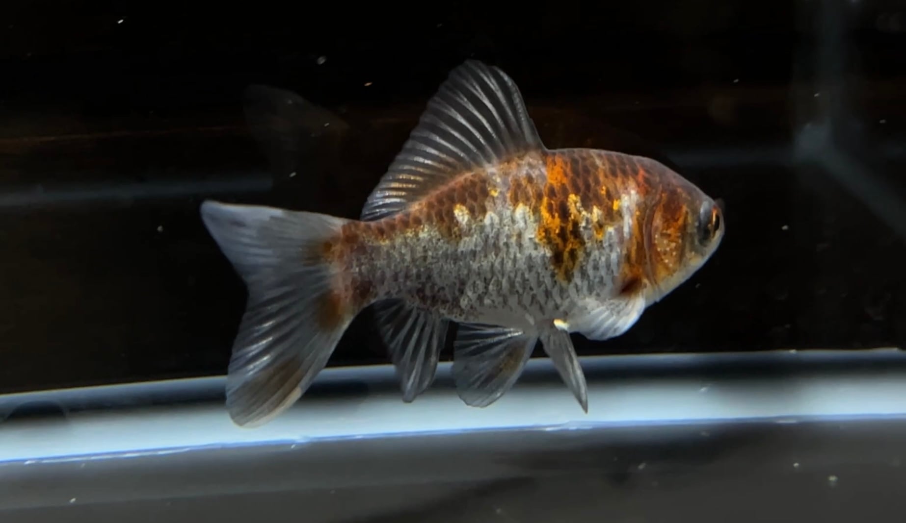 用品 咲ひかり金魚 稚魚用 緩慢沈下 100g 1個 | アクアヒーリング