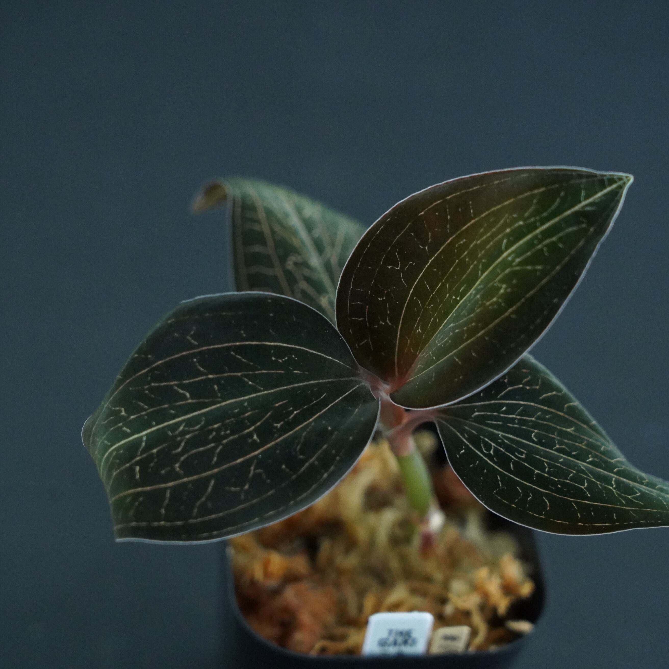 ◇現品◇Anct. albolineatus × Anct. burmanicus 【ジュエルオーキッド