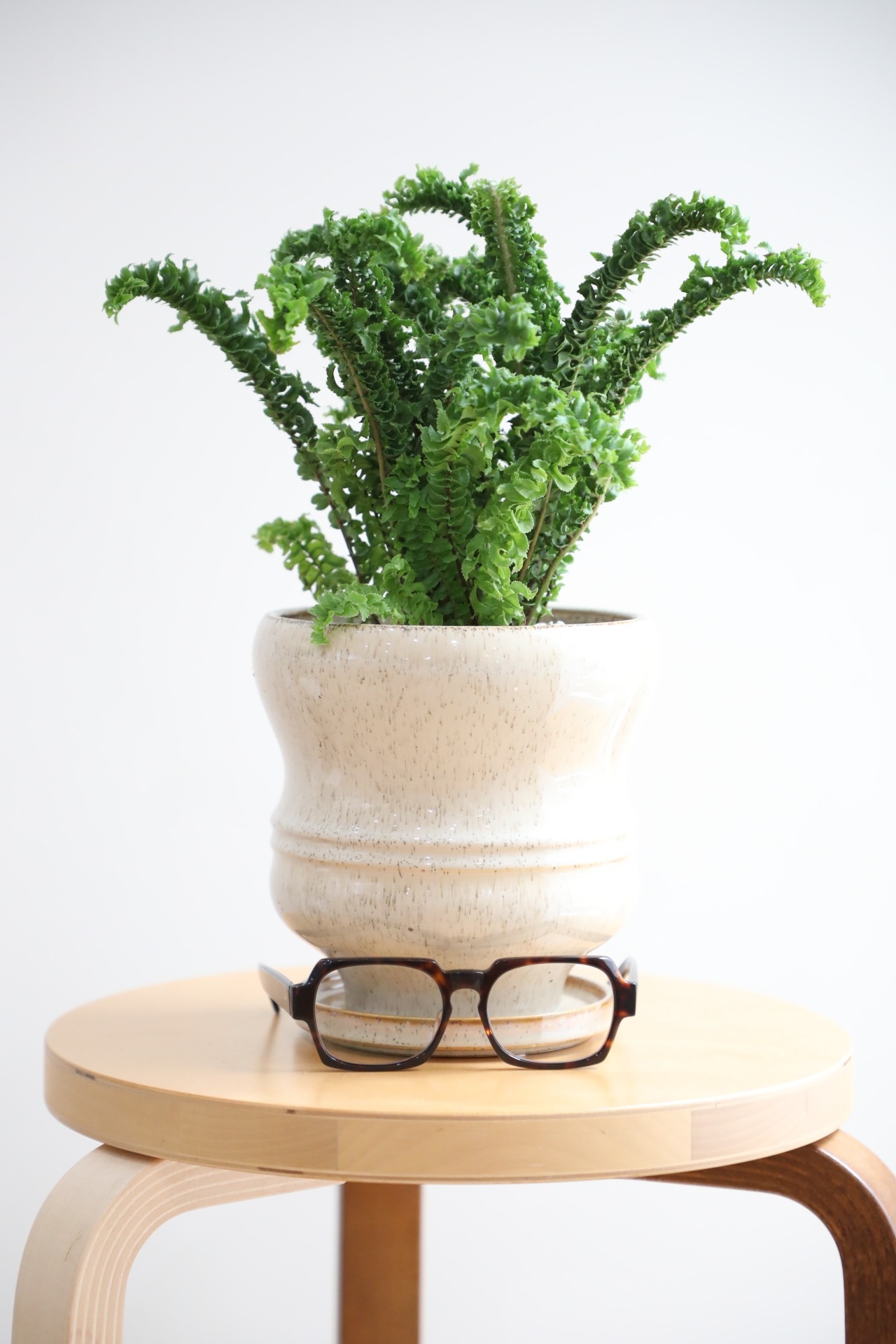 【M】ネフロレピス エミナ/Asplenium