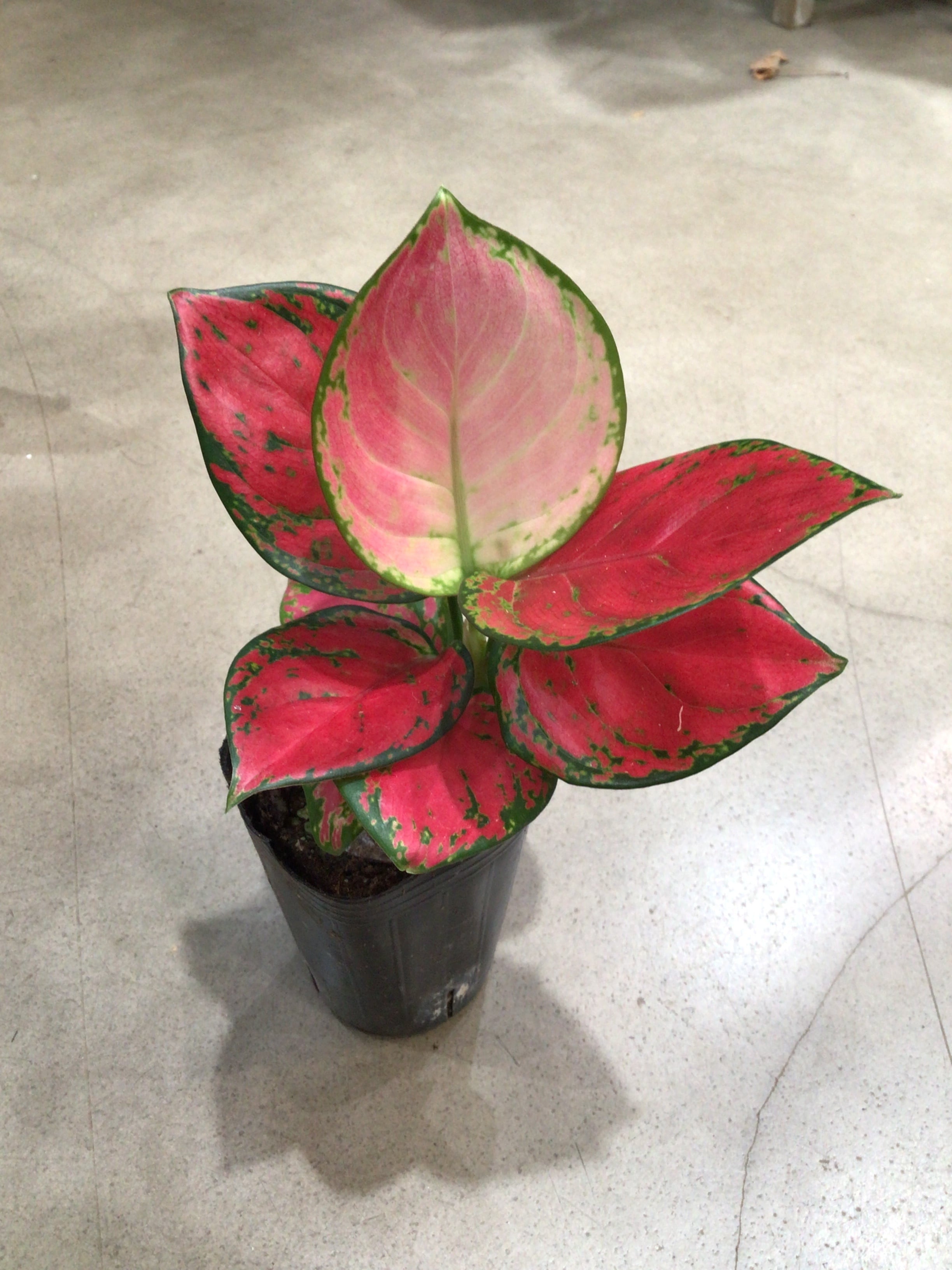 ホヤ カルノーサ スージーQ | MIDORIYA 観葉植物専門店