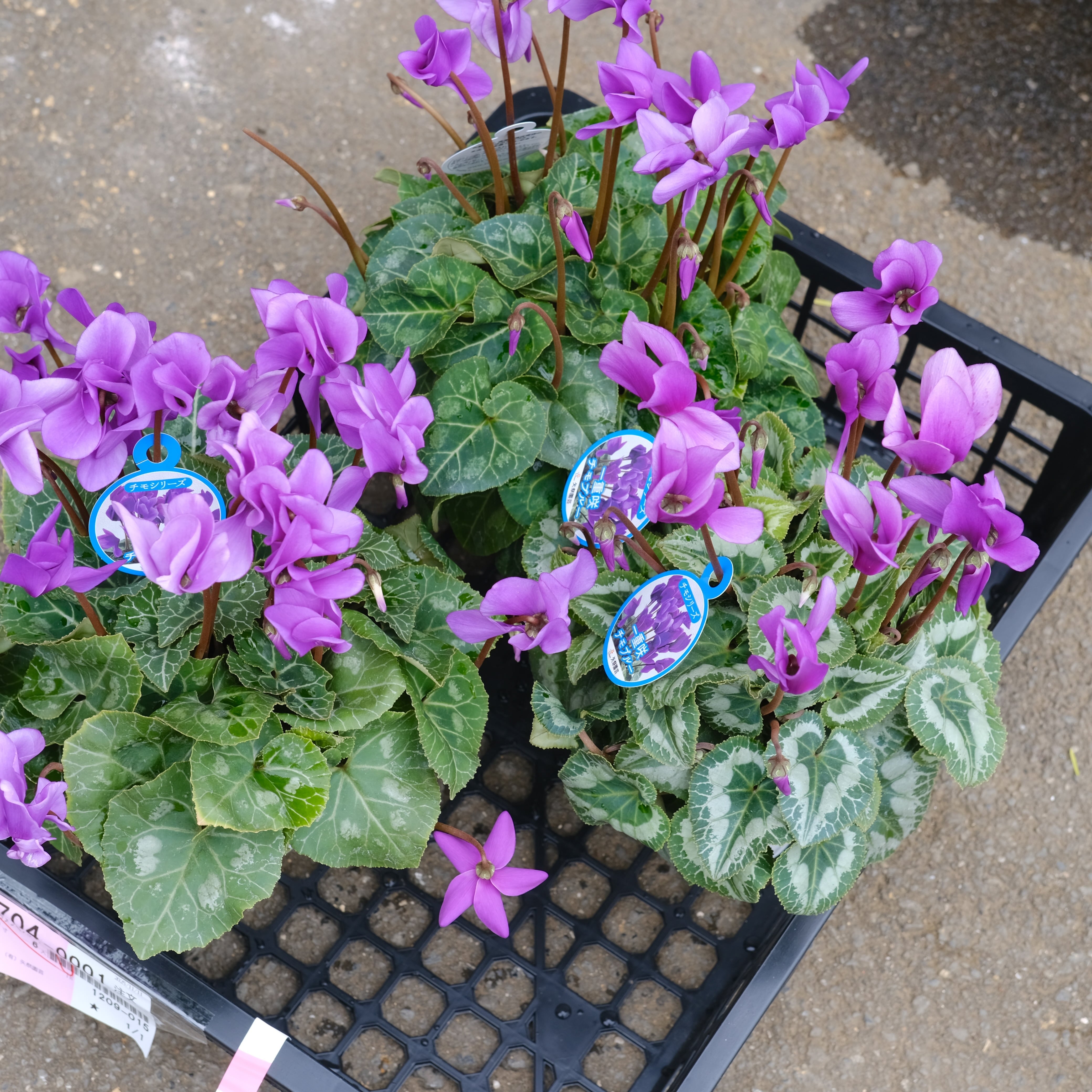 シクラメン チモシリーズ《 ブルー 一重 》 | グリーンギャラリー