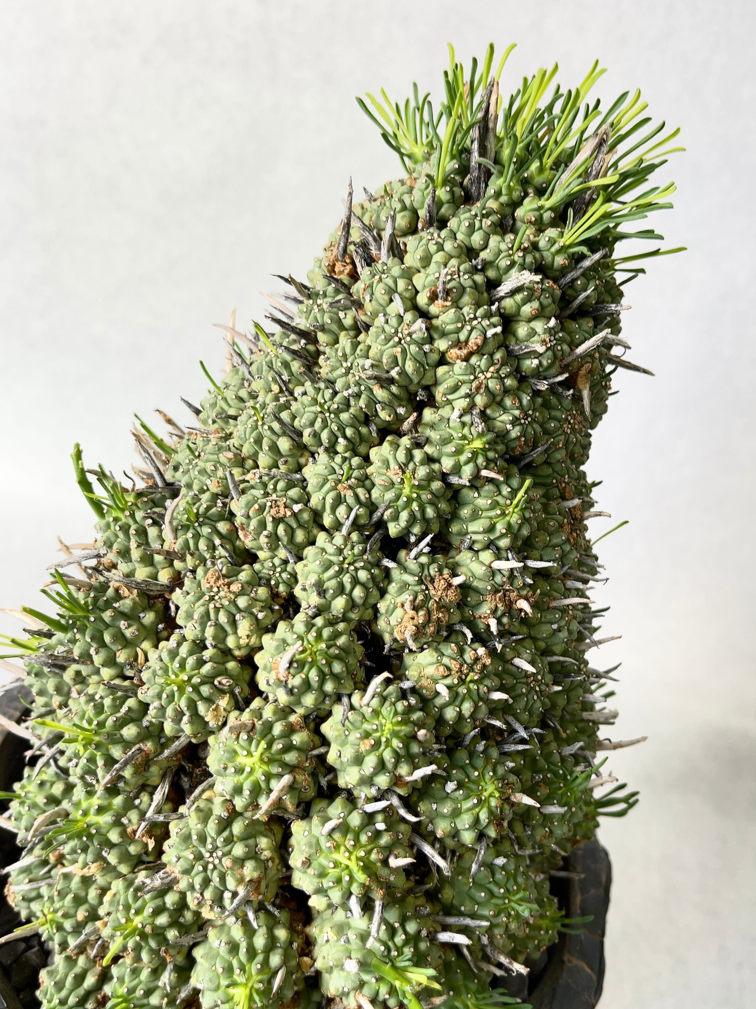 ユーフォルビア・ムルチセプス | trigger