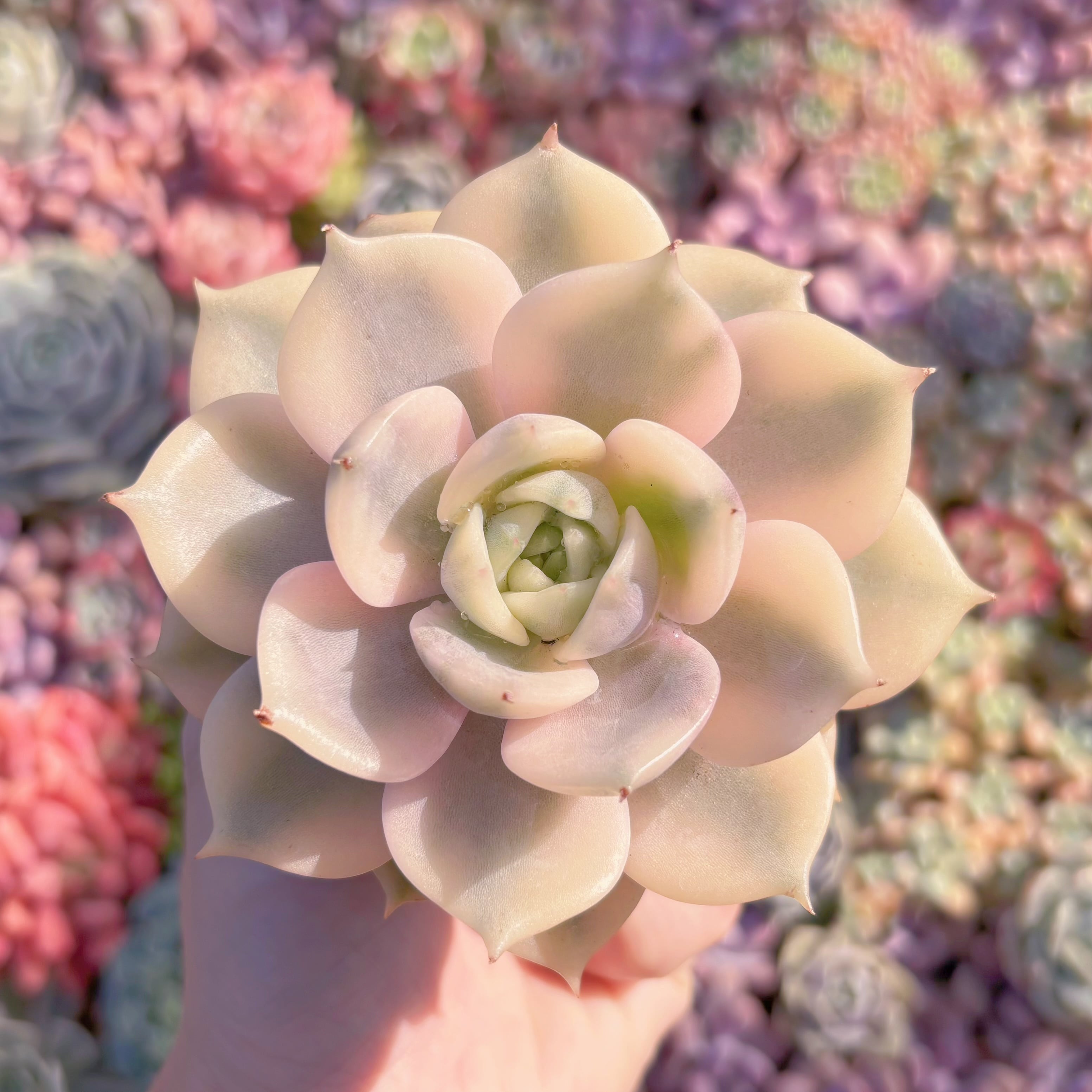 現品　レイクバイカル錦 Echeveria 'Lake Baikal Variegated'#A059　極美　希少　るる農園