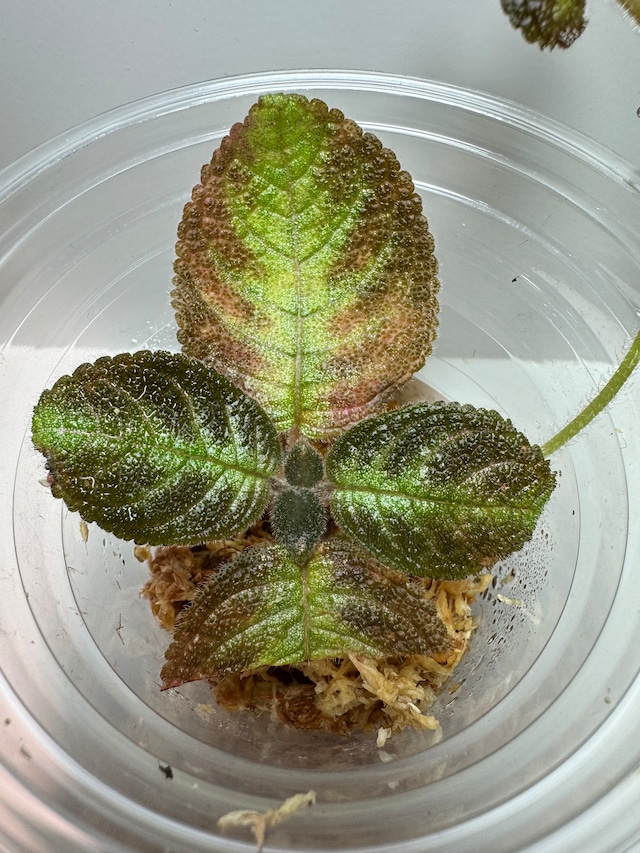 【NEW】熱帯植物エピスシアクプレアタ(あかだまちゃん厳選植物、写真の現物を発送します）