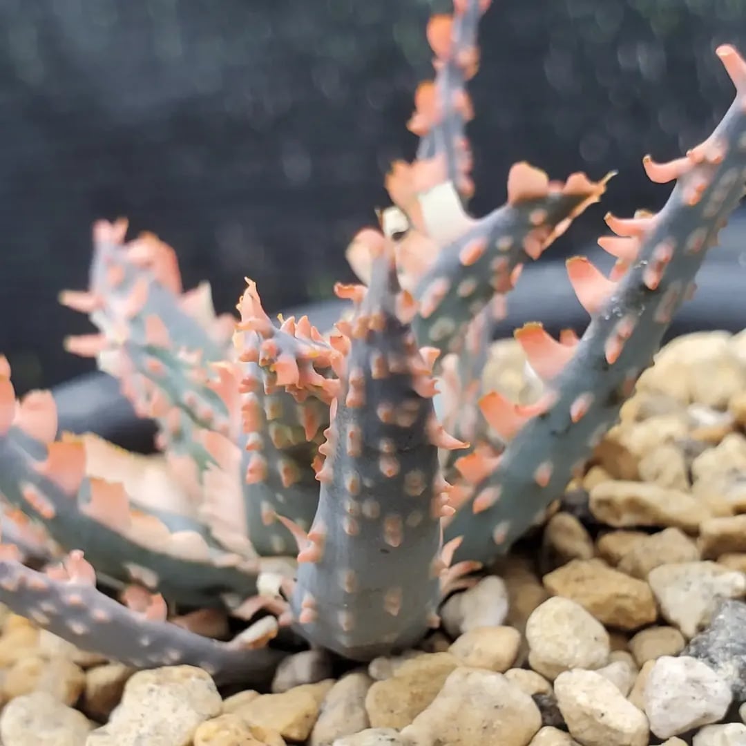 F00603_Aloe 'Saw Bones' Hybrid：アロエ・ハイブリッド（子株
