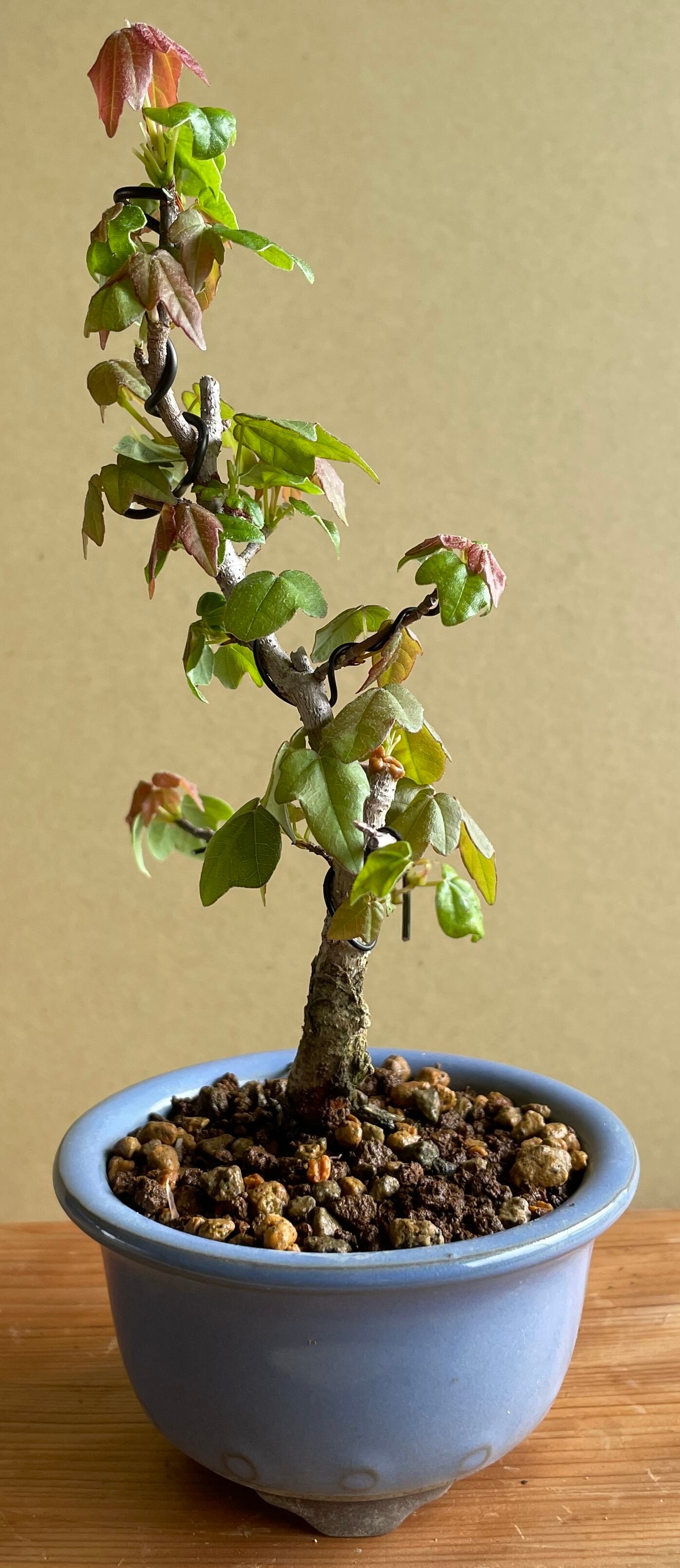 盆栽 深山カイドウ 樹高36cm 深山カイドウ 実物盆栽（みもの盆栽