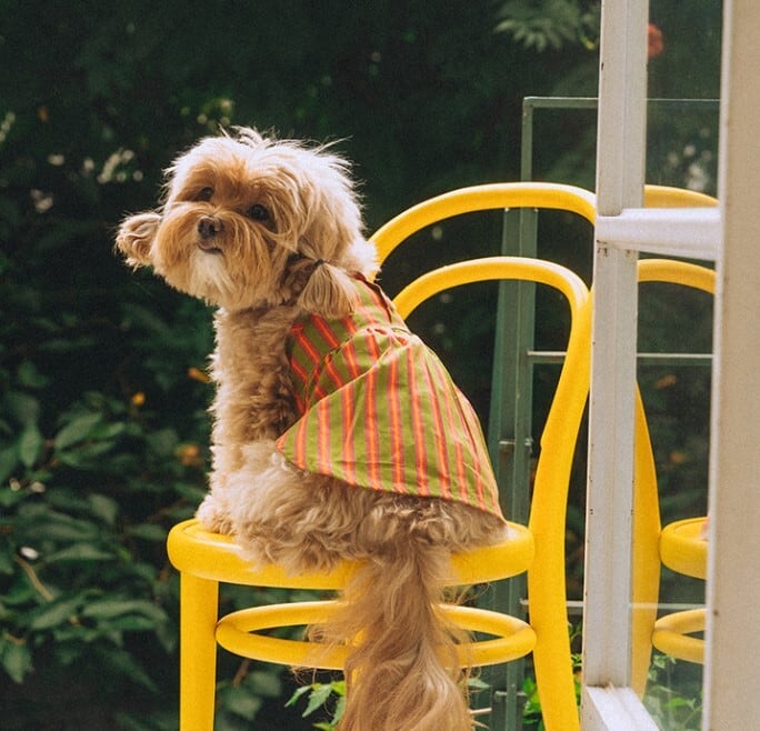 予約【noonoosoom】Stripe Dress (Orange)