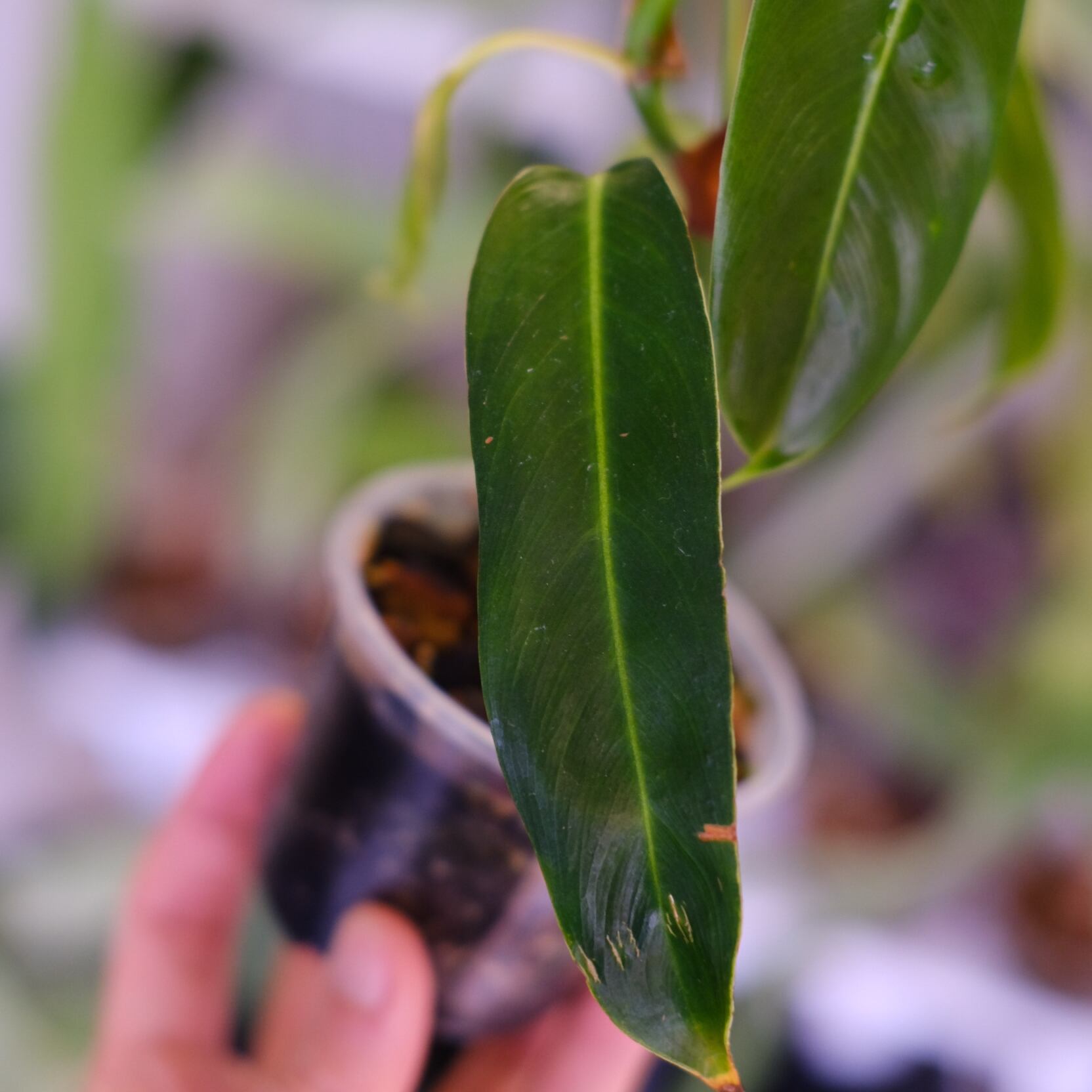 フィロデンドロン パトリシアエ│Philodendron patriciae│観葉植物
