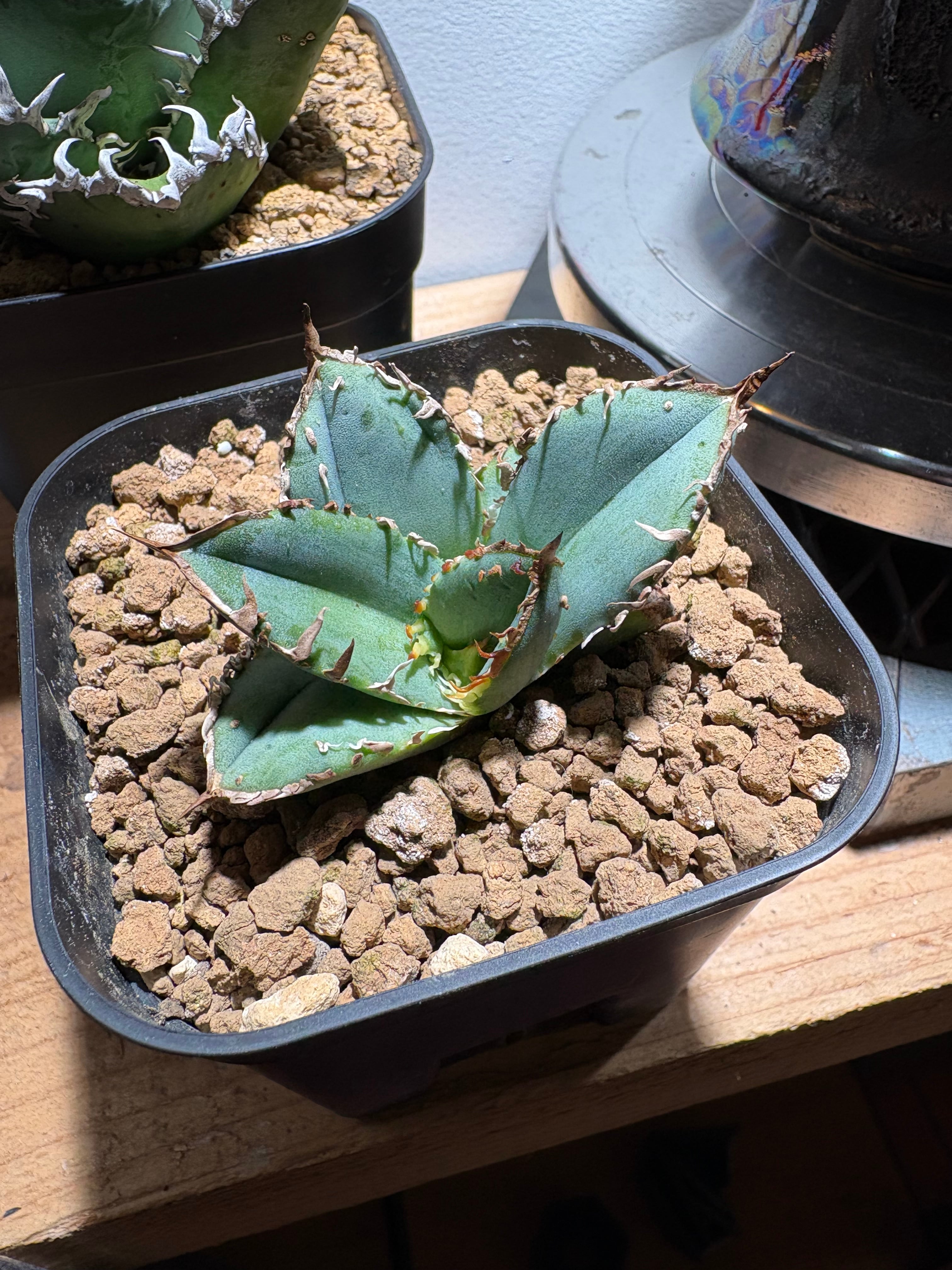 アガベ ハイブリッド 妖炎×狂刺霍利達 子株 agave hybrid 妖炎×霍