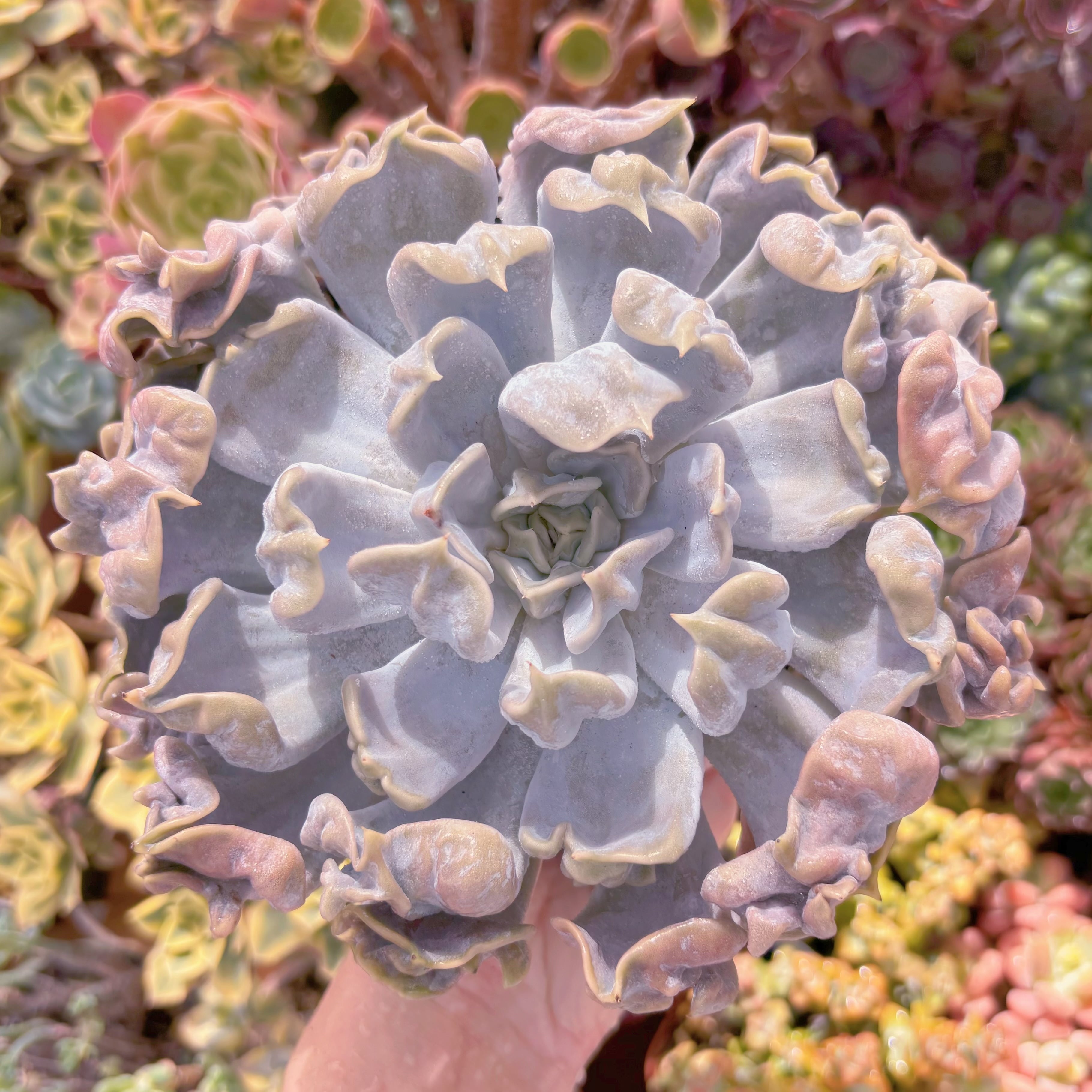 現品　スリラーパール#C55　大苗　るる農園