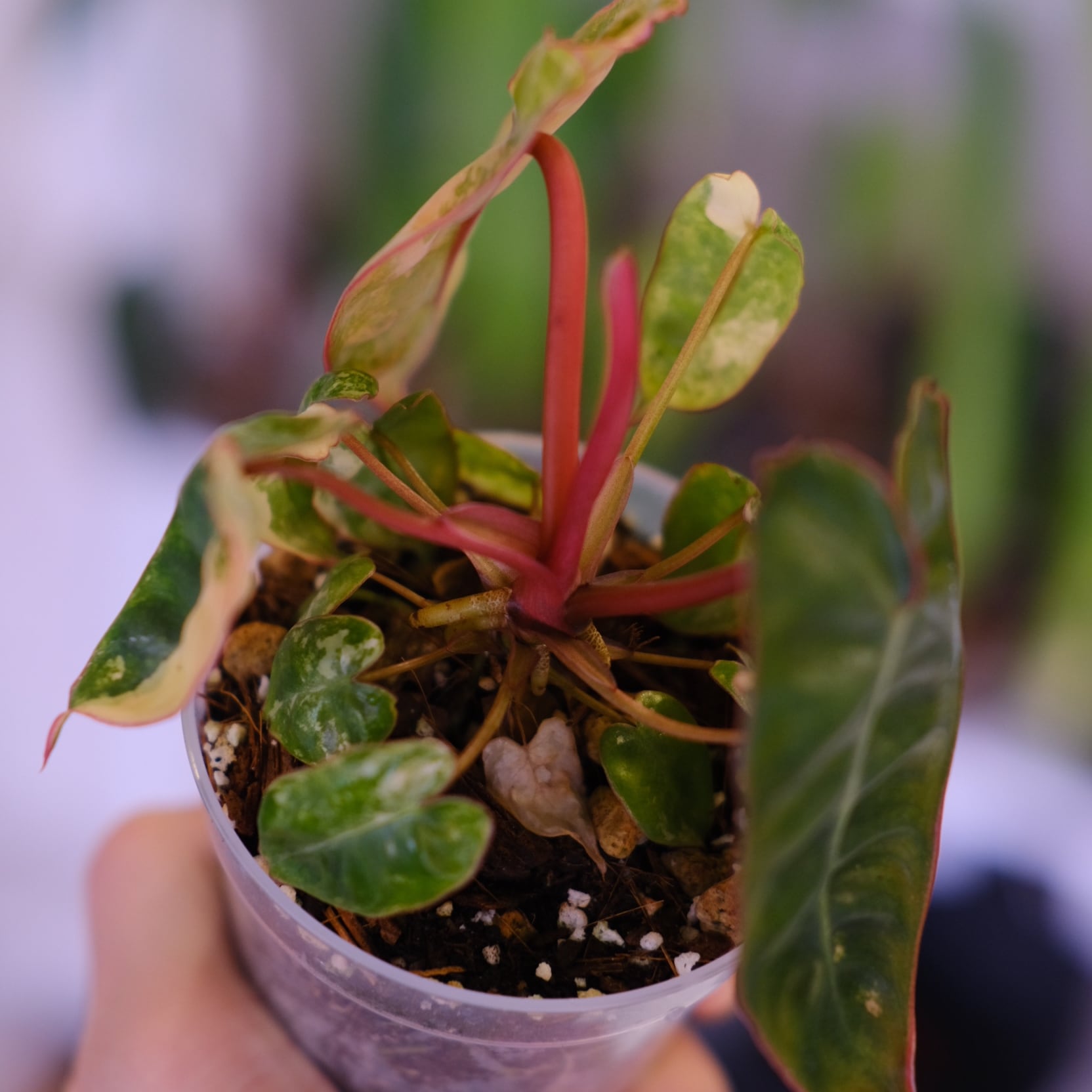 Philodendron billietiae variegated│フィロデンドロン
