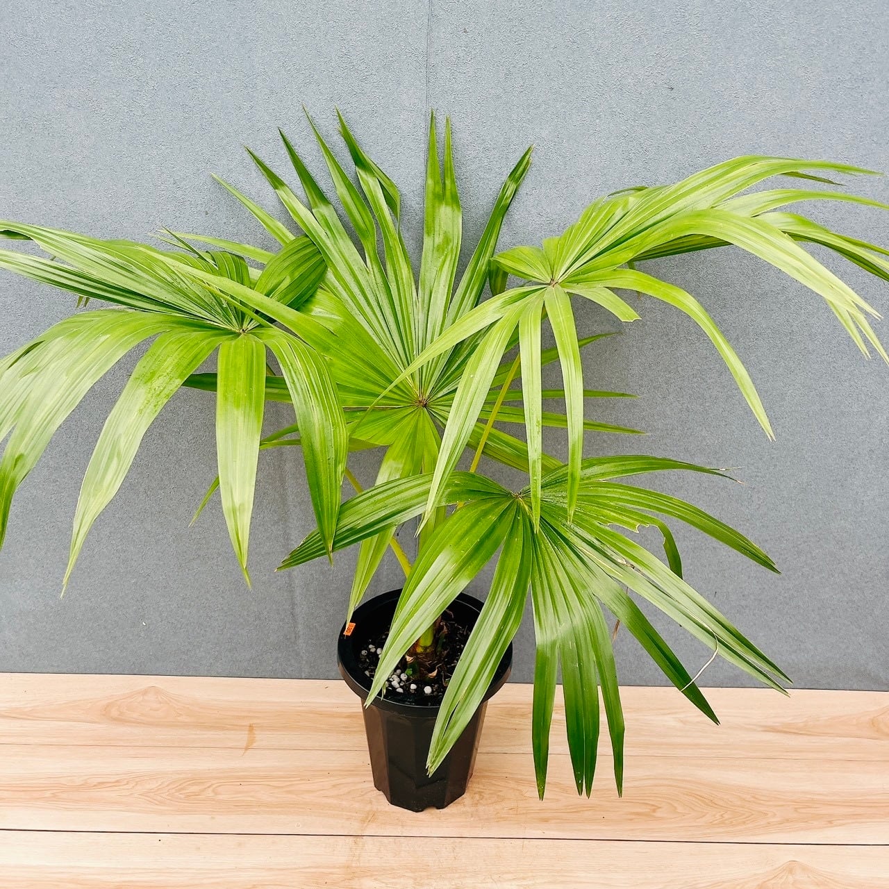 現品］【希少】21番 キングパーム ユスラヤシ 観葉植物 大型 室内 8号