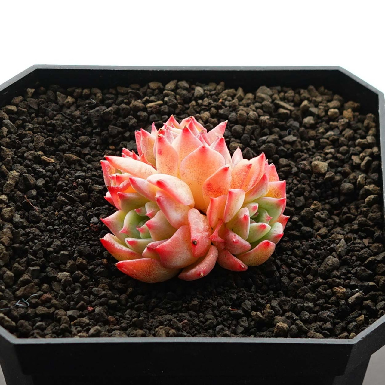 発根済カット苗 AKマリア 3〜5頭群生 Echeveria 'AK Maria'