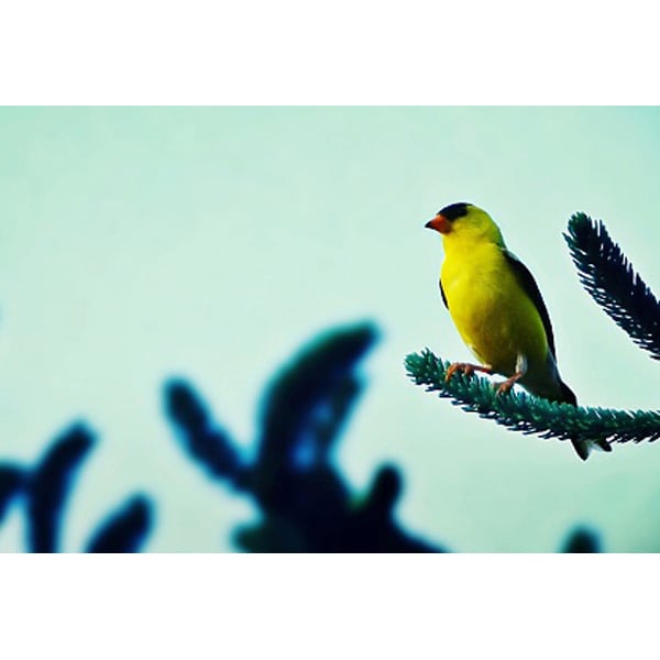 Siskin / 50mL | KOHSHI