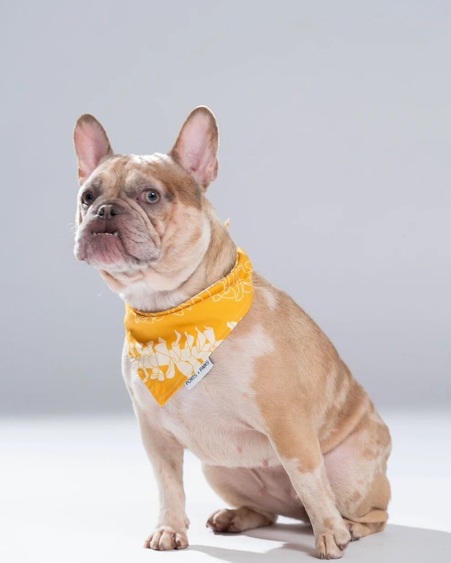 【PORTS+PAWS】Quick Dry Bandana PUAKENIKENI