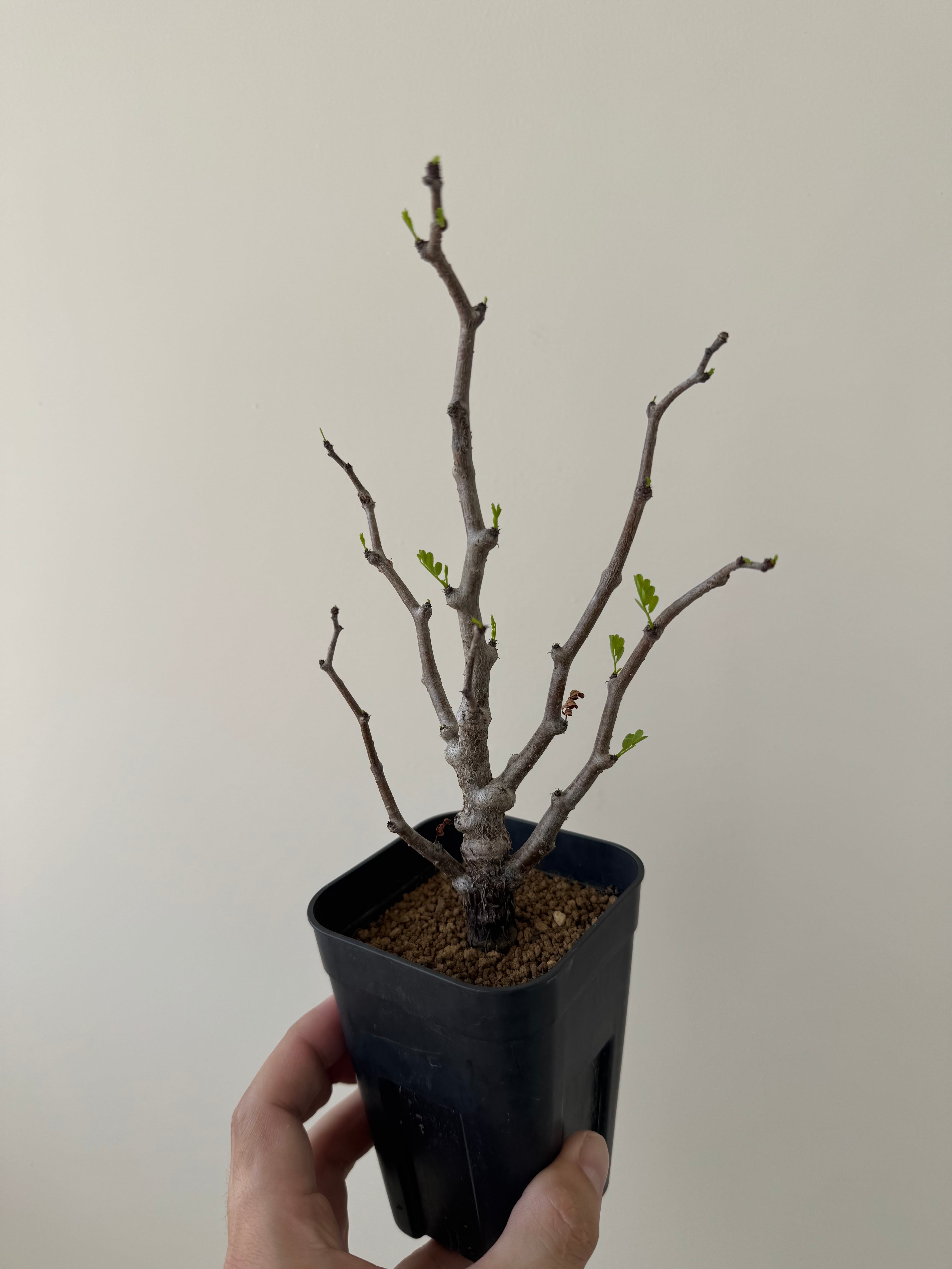 新着】Senna meridionalis【芽吹き開始】センナ メリディオナリス | 青
