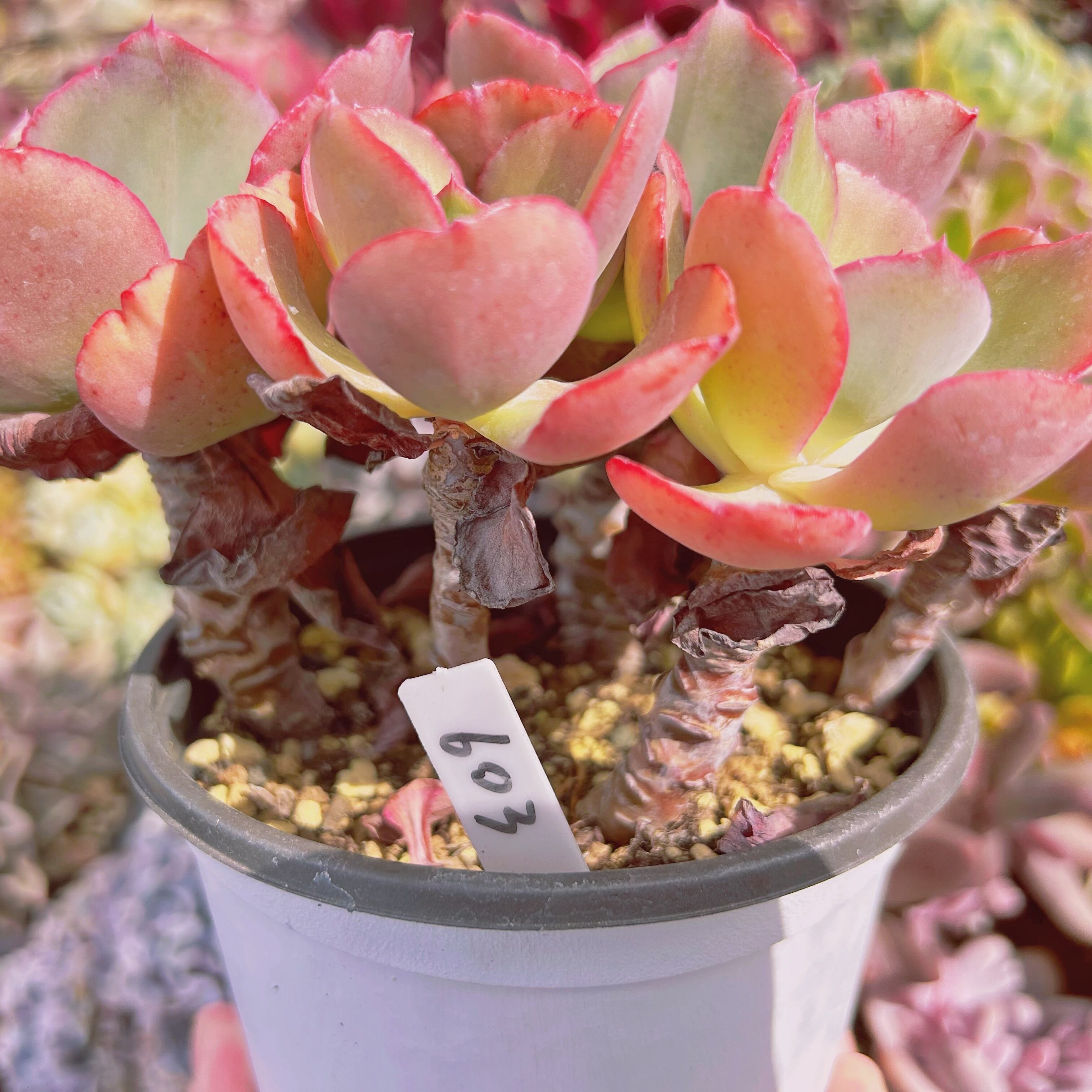 603現物 多肉植物 火山女神 特大 抜き苗 | るる農園~多肉植物専門