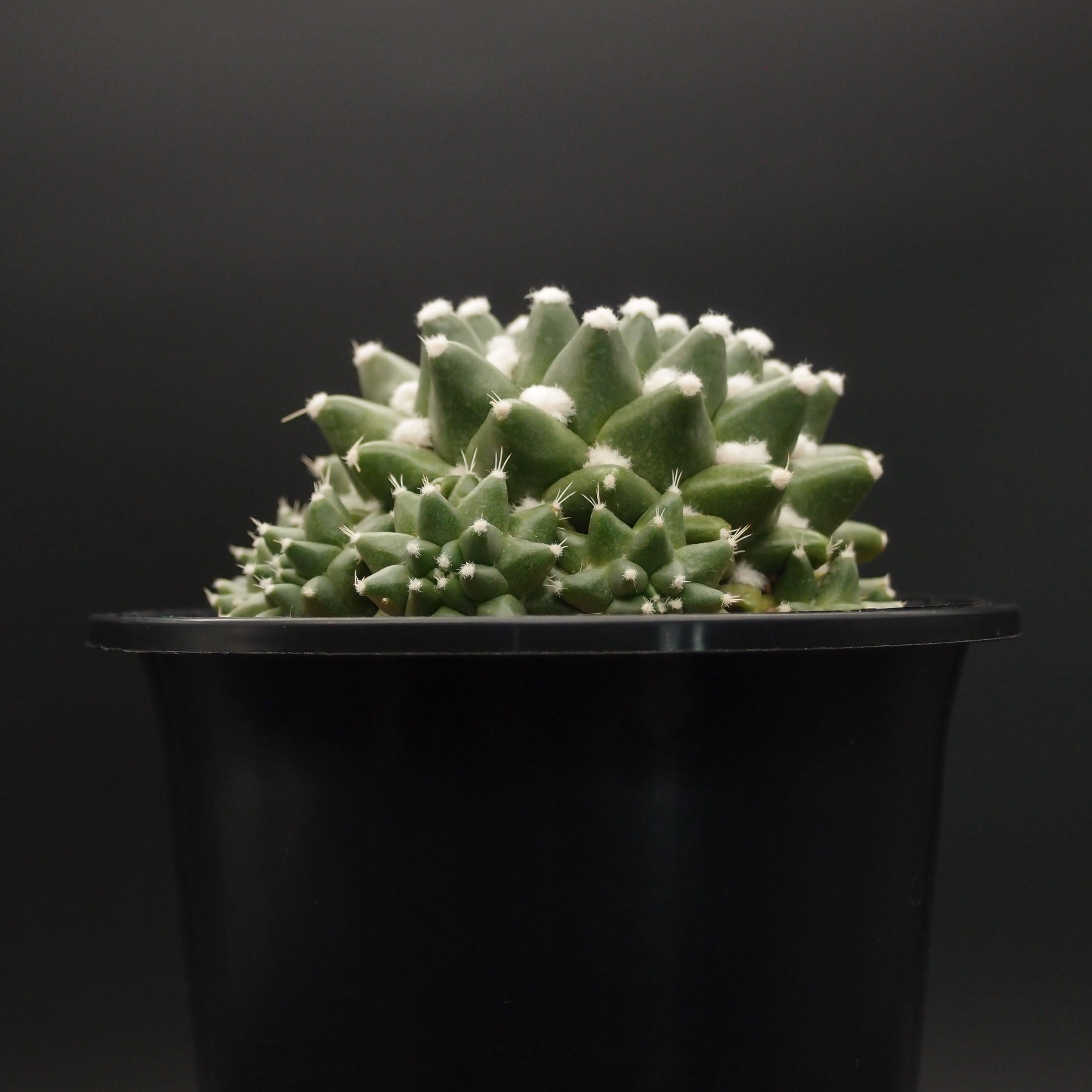 エルサム (B03)：マミラリア属 ※実生 | 万緑 BAN RYOKU