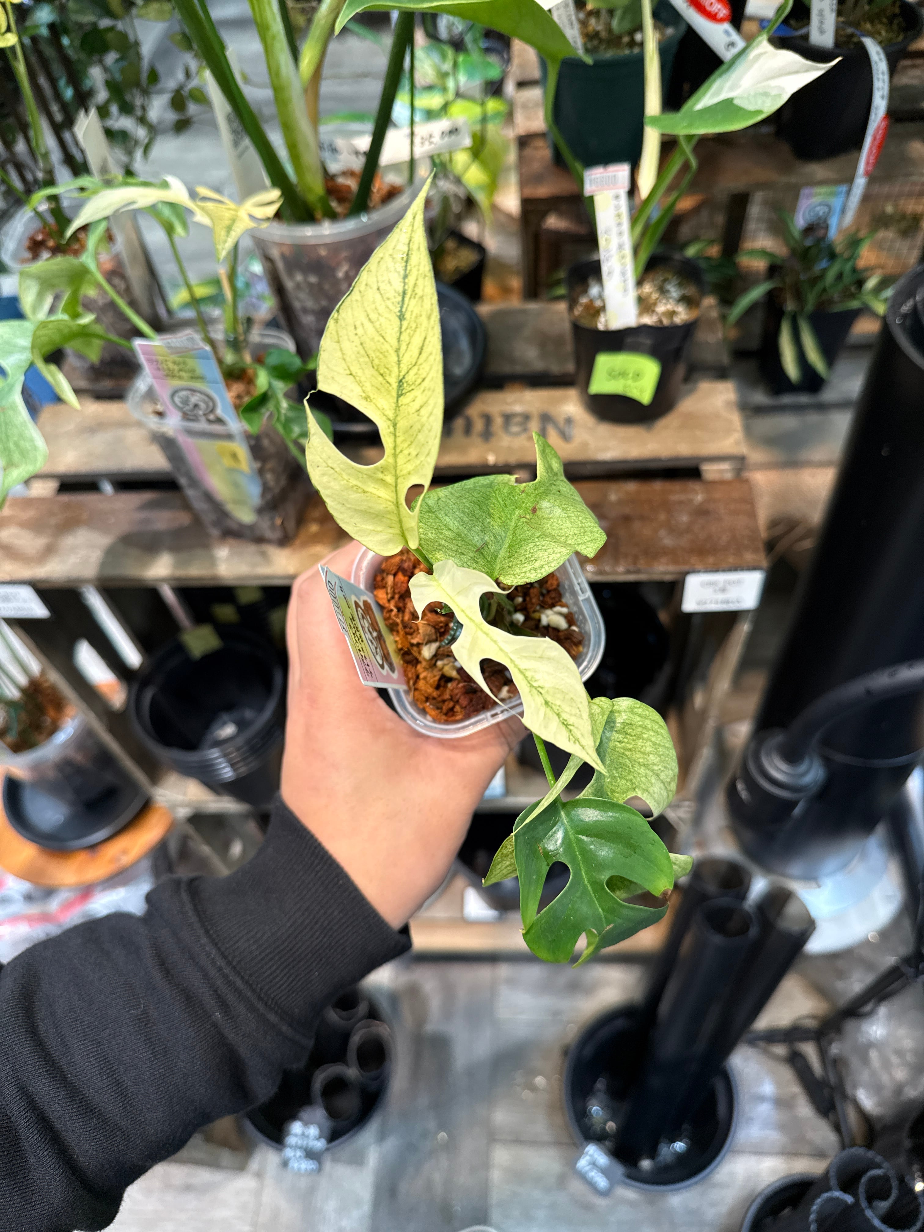 ②希少！ ラフィドフォラ テトラスペルマ 'white moon' | Gardenえん