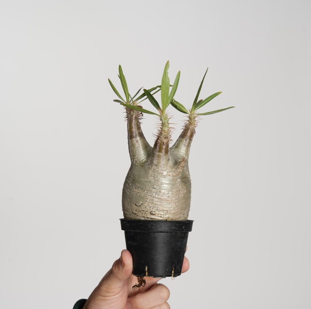 パキポディウム グラキリス no.14〈発根済み〉