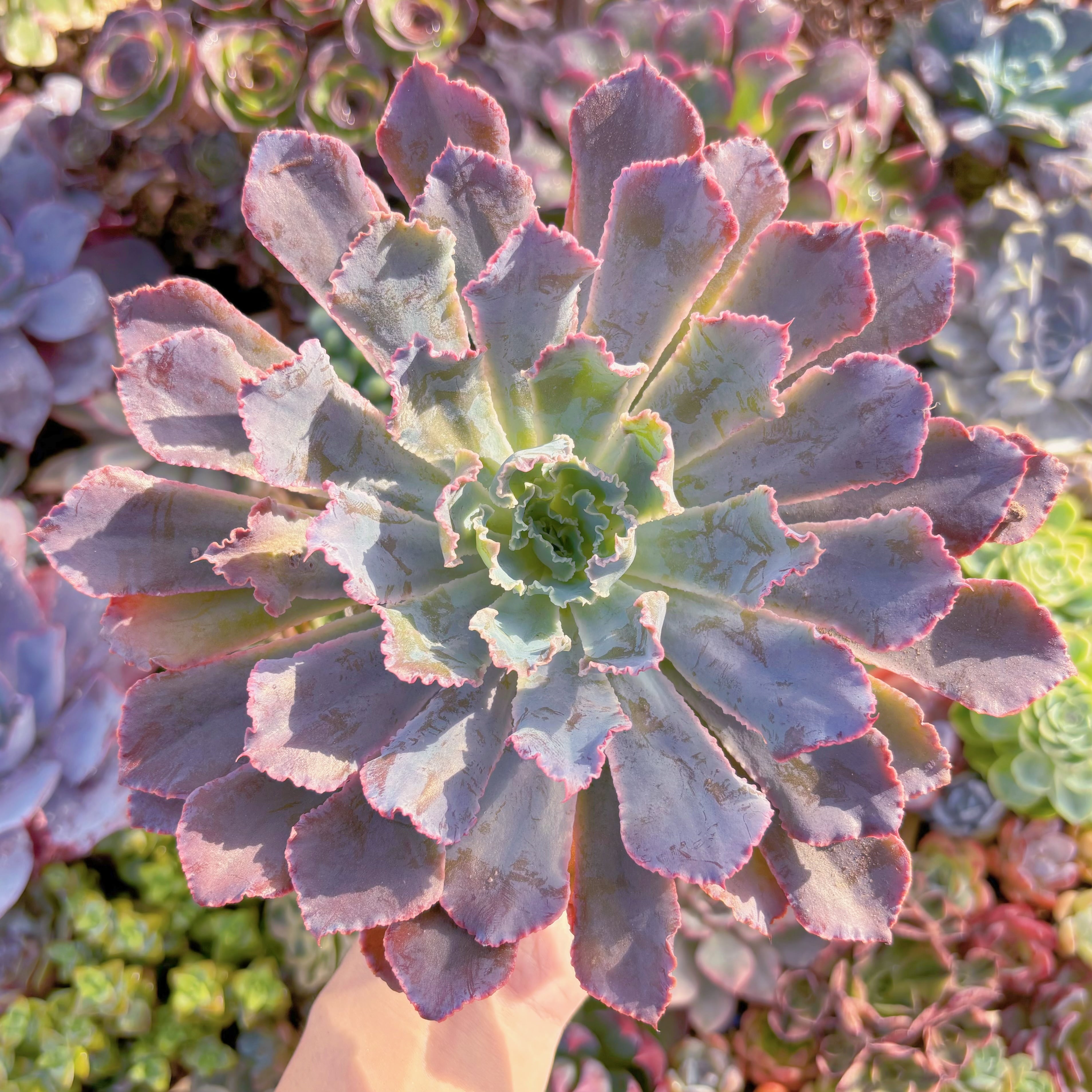 多肉植物 シャビアナ サンレモ錦 多肉植物 シャビアナ 特大苗 新入荷 るる農園 | るる農園~多肉植物専門