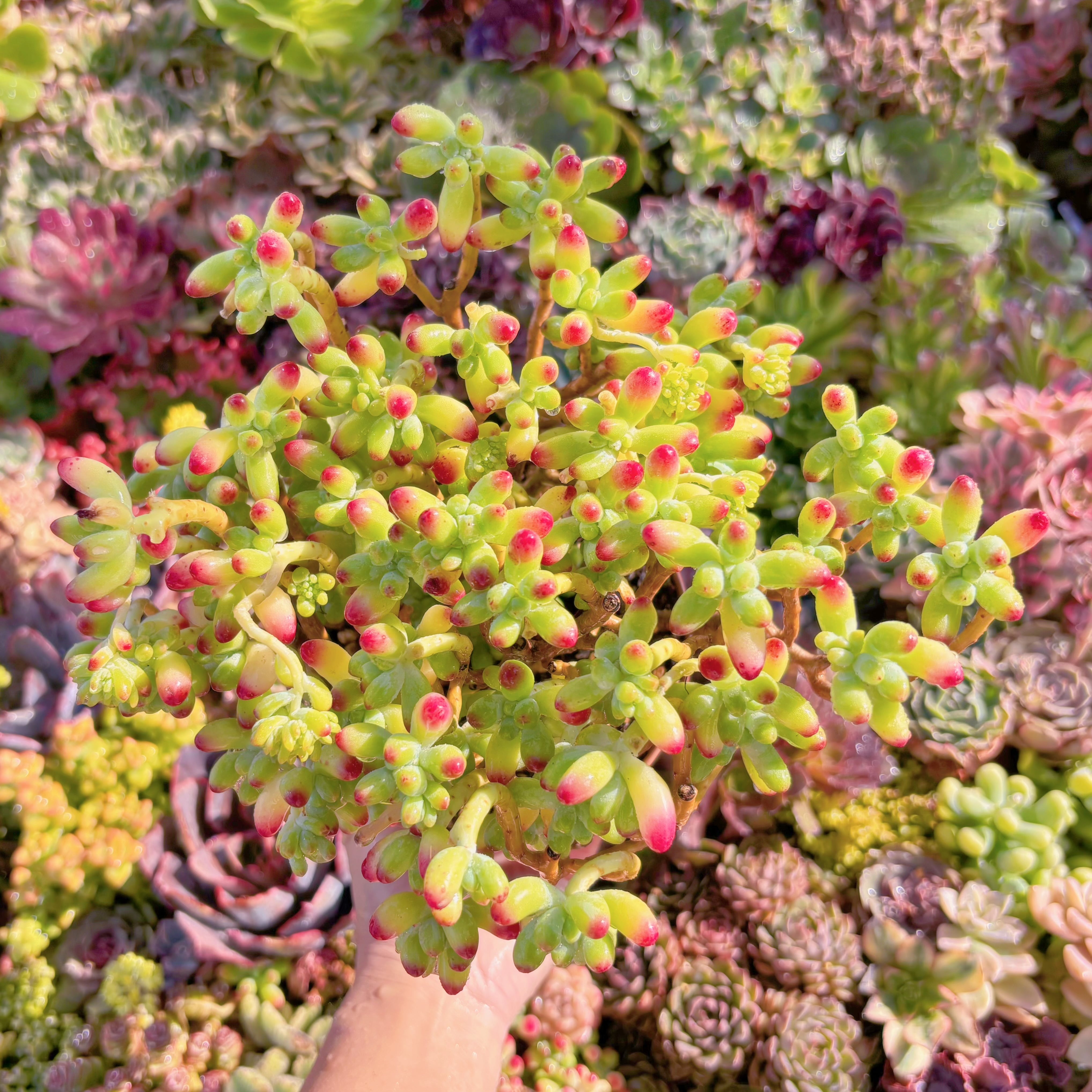 現品　ベリー果#M229　るる農園