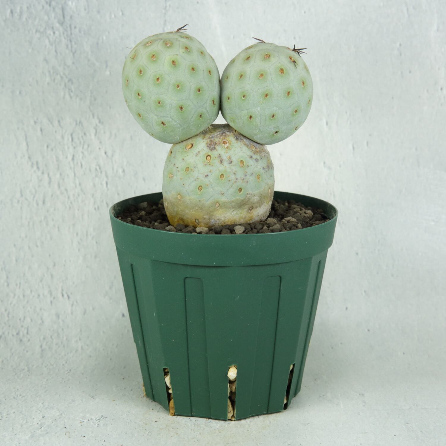 超大球 最大幅5.5cm 3球 棘無し テフロカクタス ゲオメトリクス  