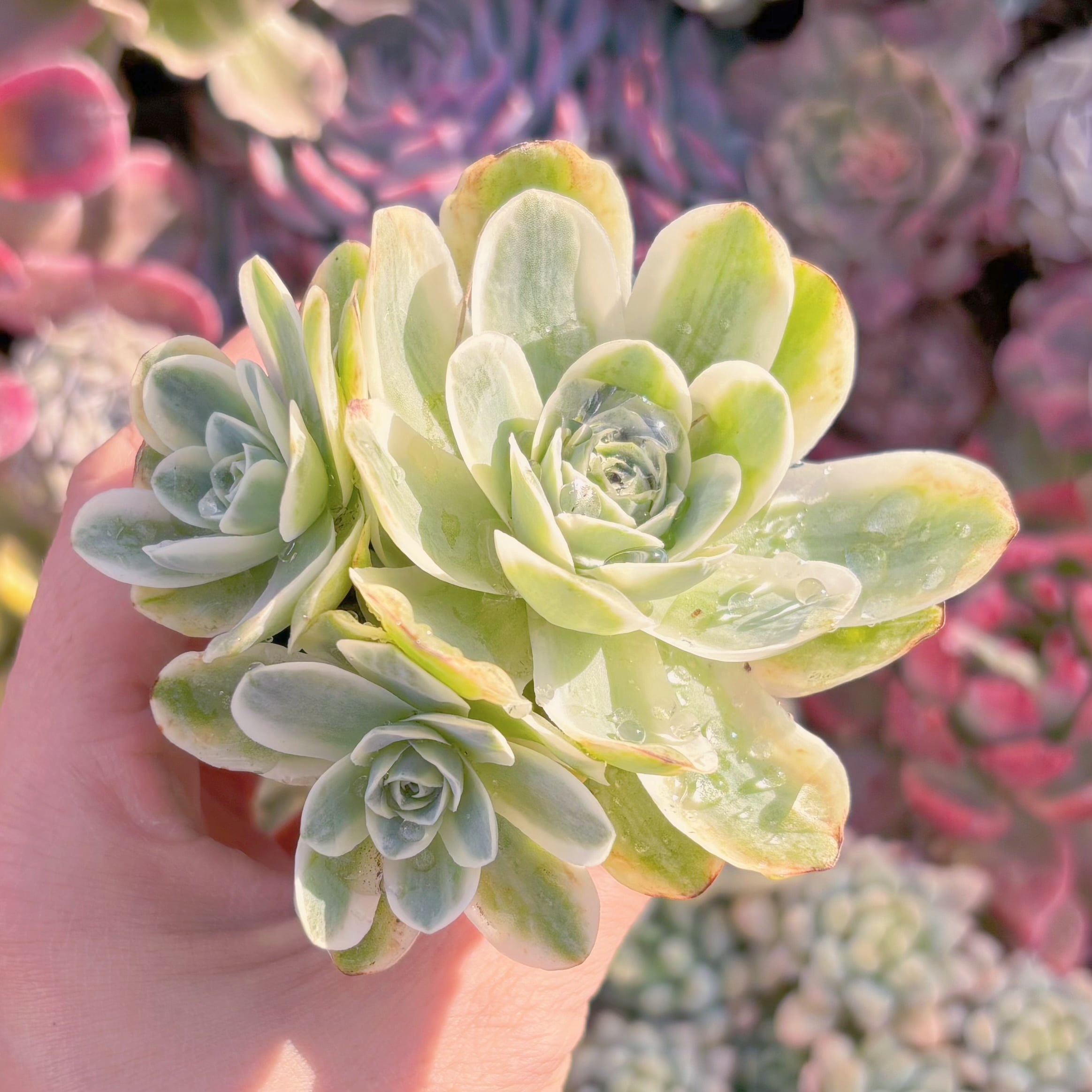 現品　グリーノビア錦#719　群生　るる農園