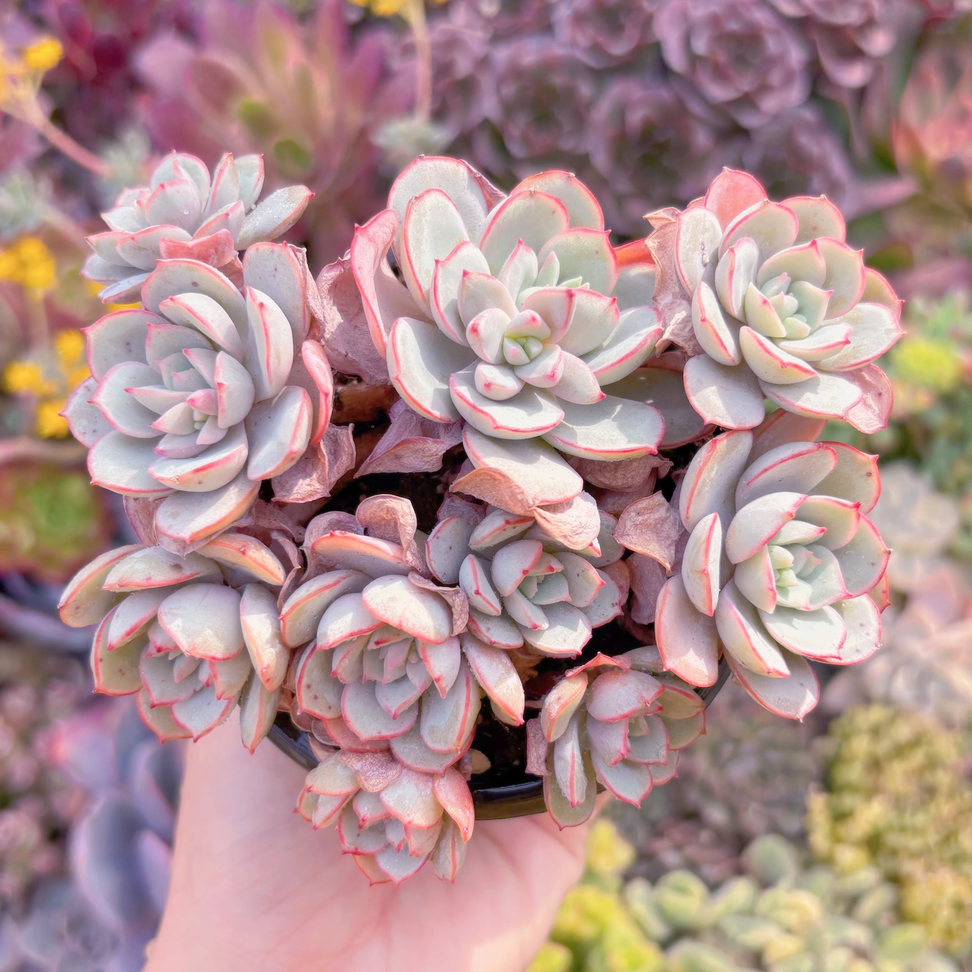 現品　ラウ026#M049　新入荷　るる農園