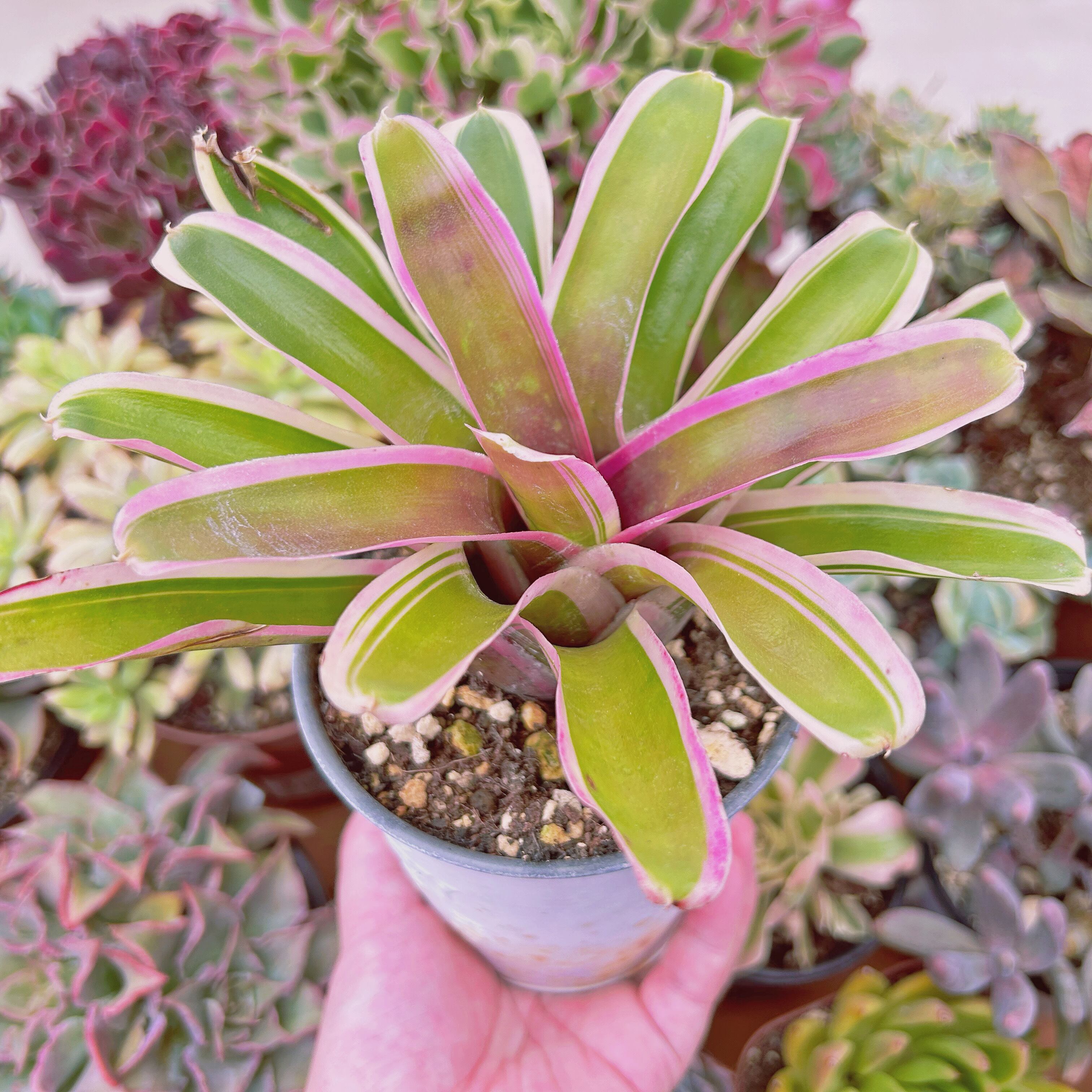 多肉植物　bromeliad 大苗