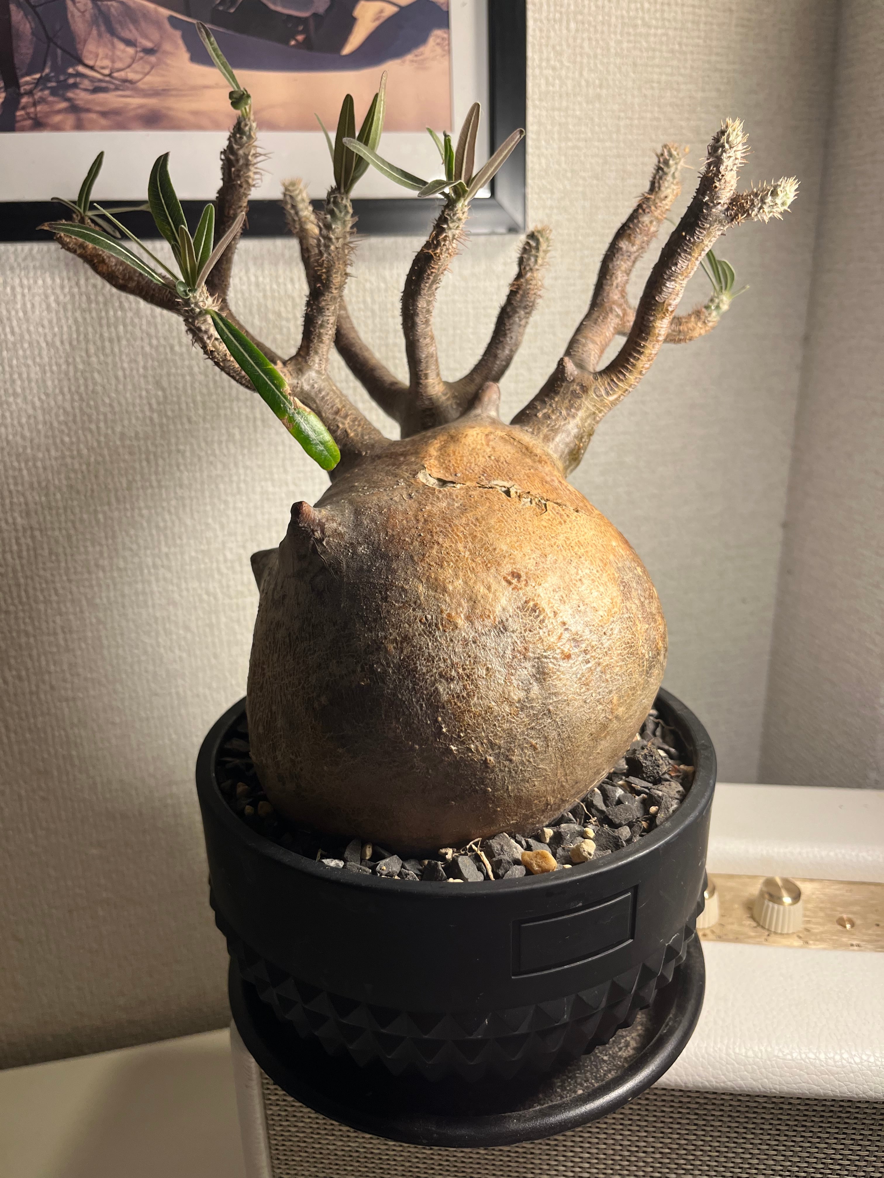 【竜骨城】モンソニア　ヘレー 塊根植物 ムルチフィズム パキプス パキポディウム 竜骨城】モンソニア ヘレー 塊根植物 ムルチフィズム パキプス