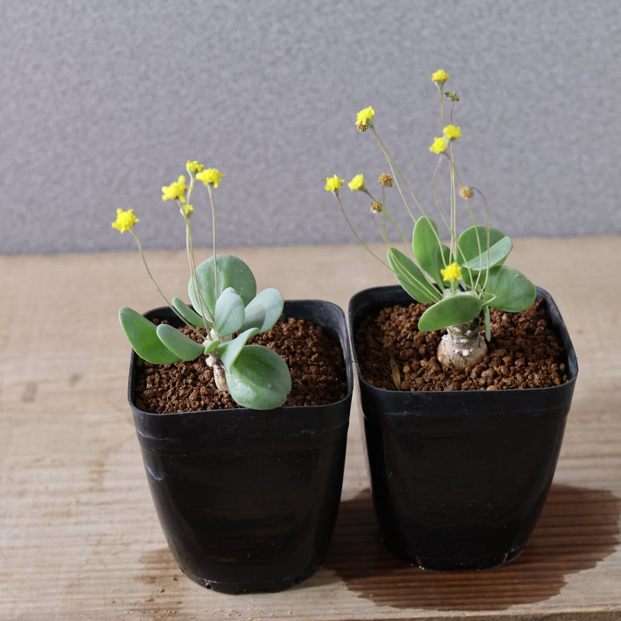 506『オトンナ ピグマエア』観葉植物【送料無料】 | MARX PLANTS