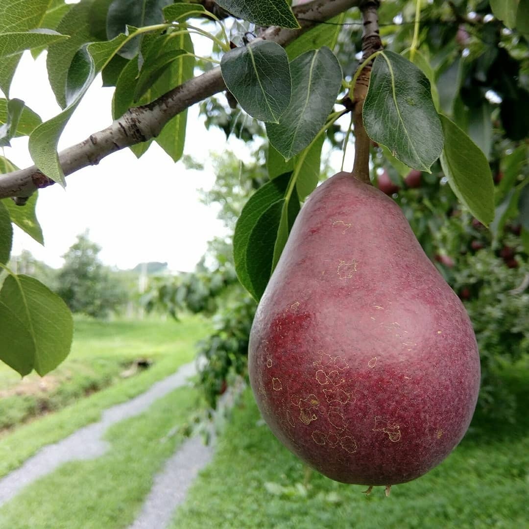 洋梨 スタークリムソン 家庭用 2.5kg