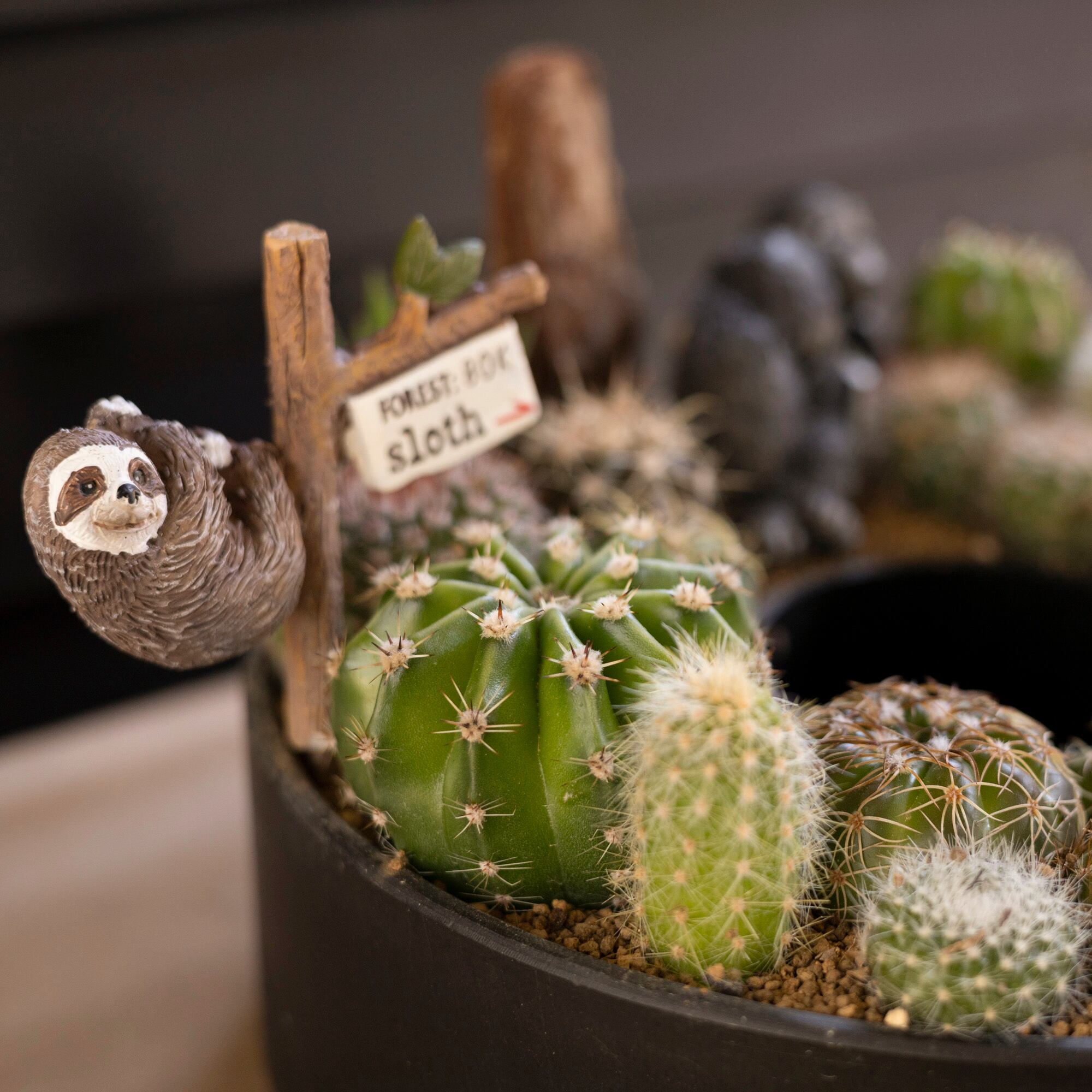 サボテン リース 寄せ植え 箱庭 多肉植物 ミニ 観葉植物 プレゼント