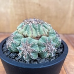 Aztekium ritteri【アズテキウム・花籠・実生】