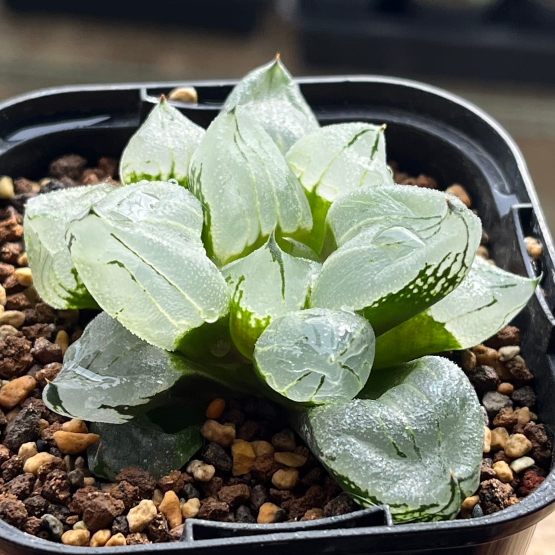 ハオルチア スターズフェアリー | mocono_plants