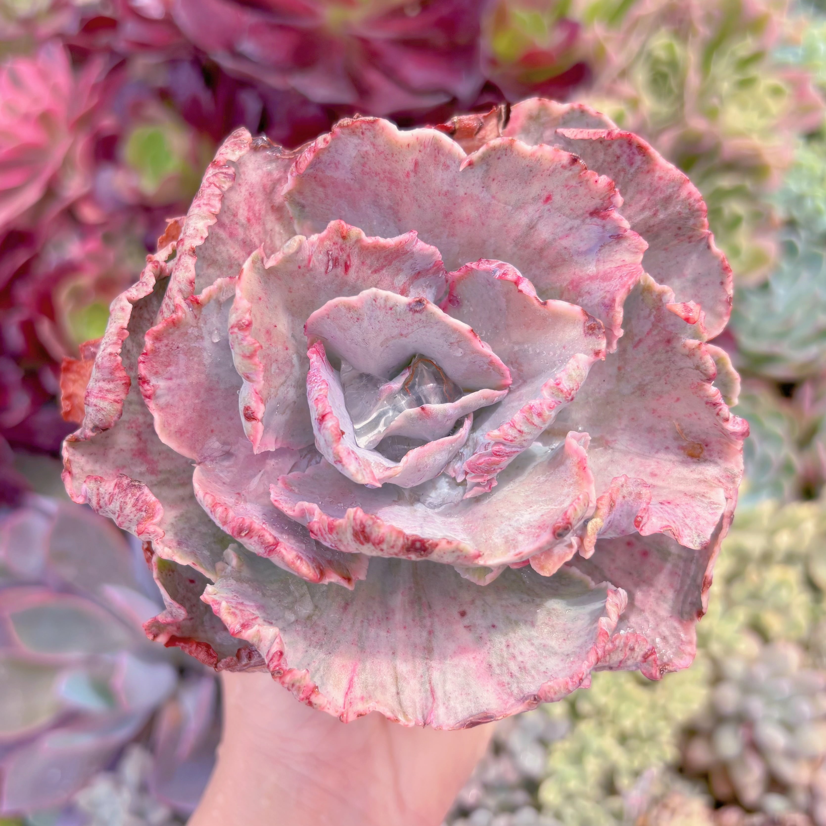 現品　女王の花笠錦#246　last one　るる農園