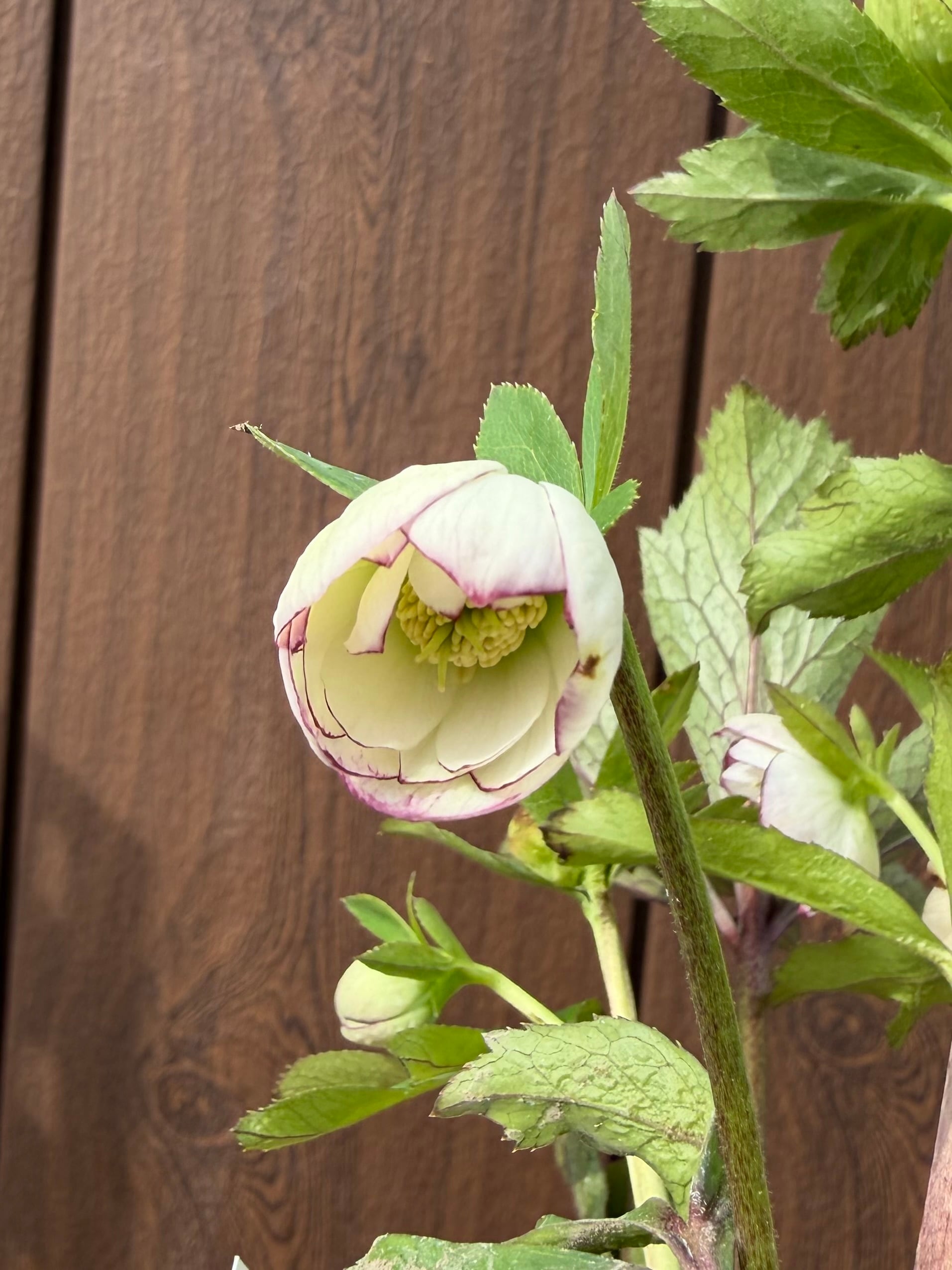 レッドエンジェル 加藤農園 クリスマスローズ【Ka16】送料無料