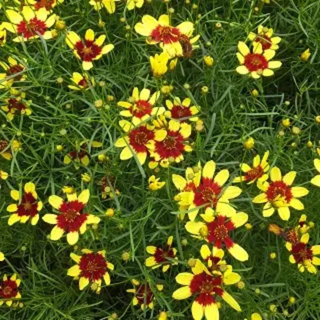 コレオプシス 'ファイヤーフライ'