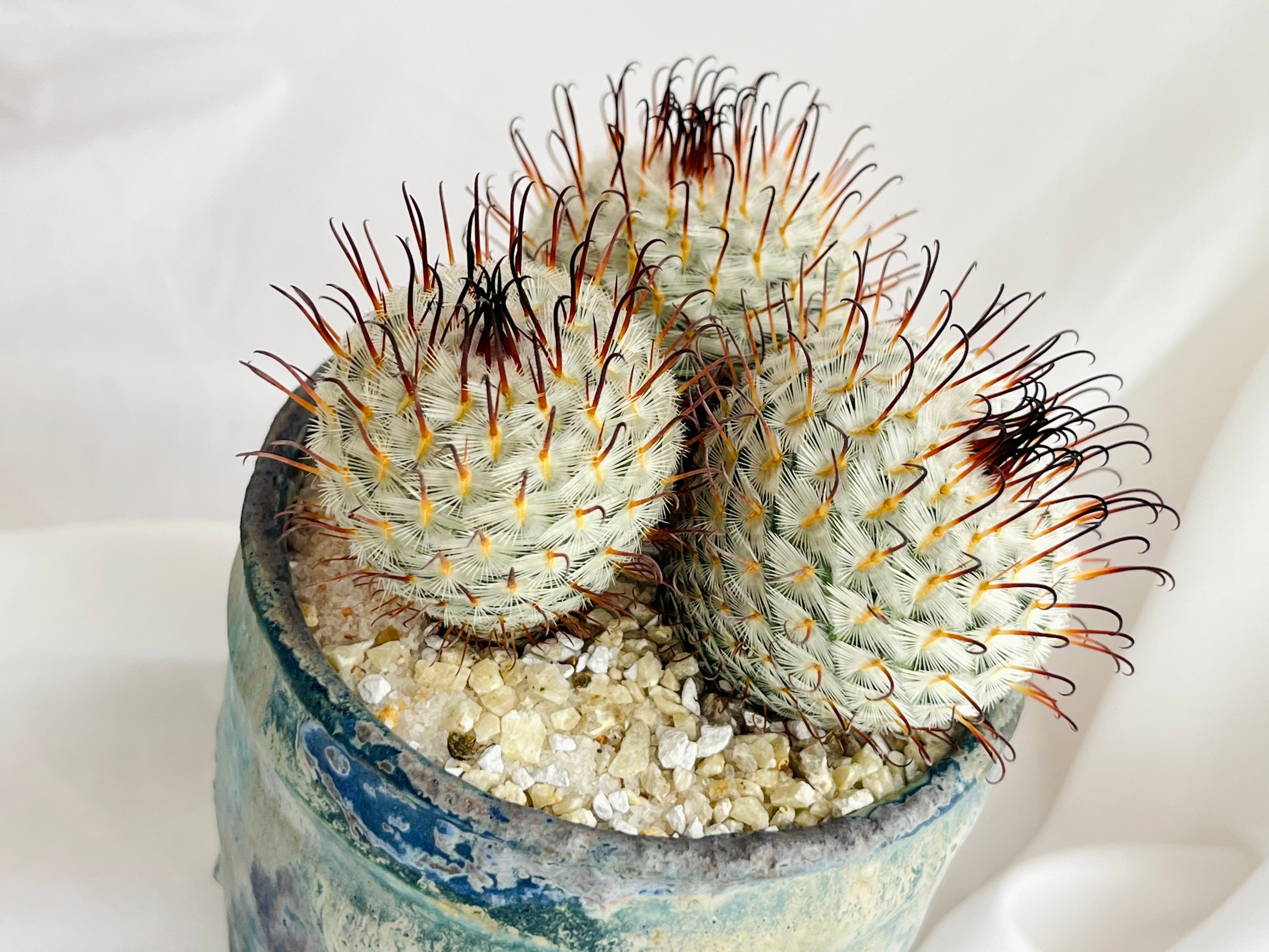 Mammillaria perezdelarosae マミラリア ペレスデラロサエ サボテン