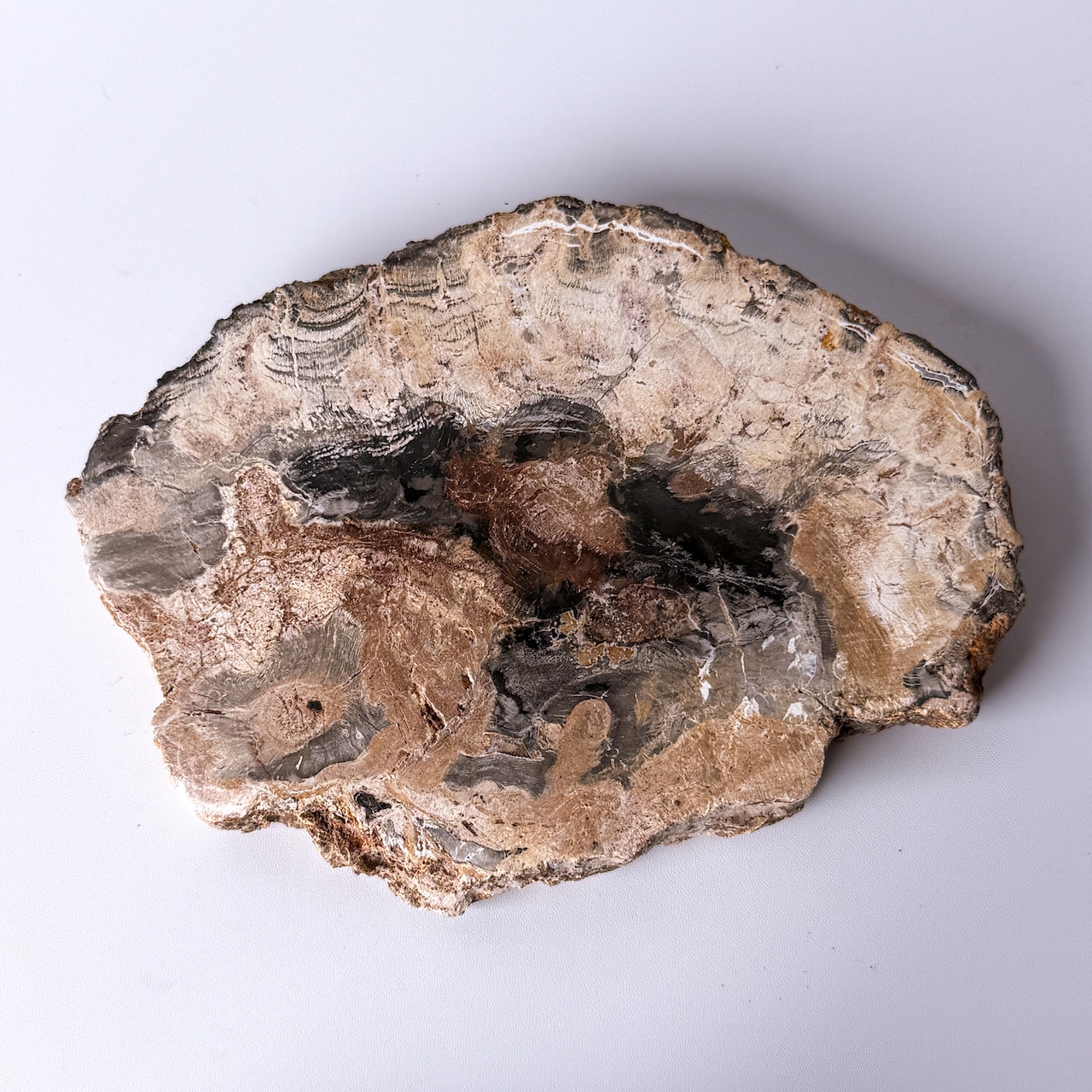 ペトリファイドウッド（珪化木）スラブ ＊ Petrified Wood ＊ 天然石